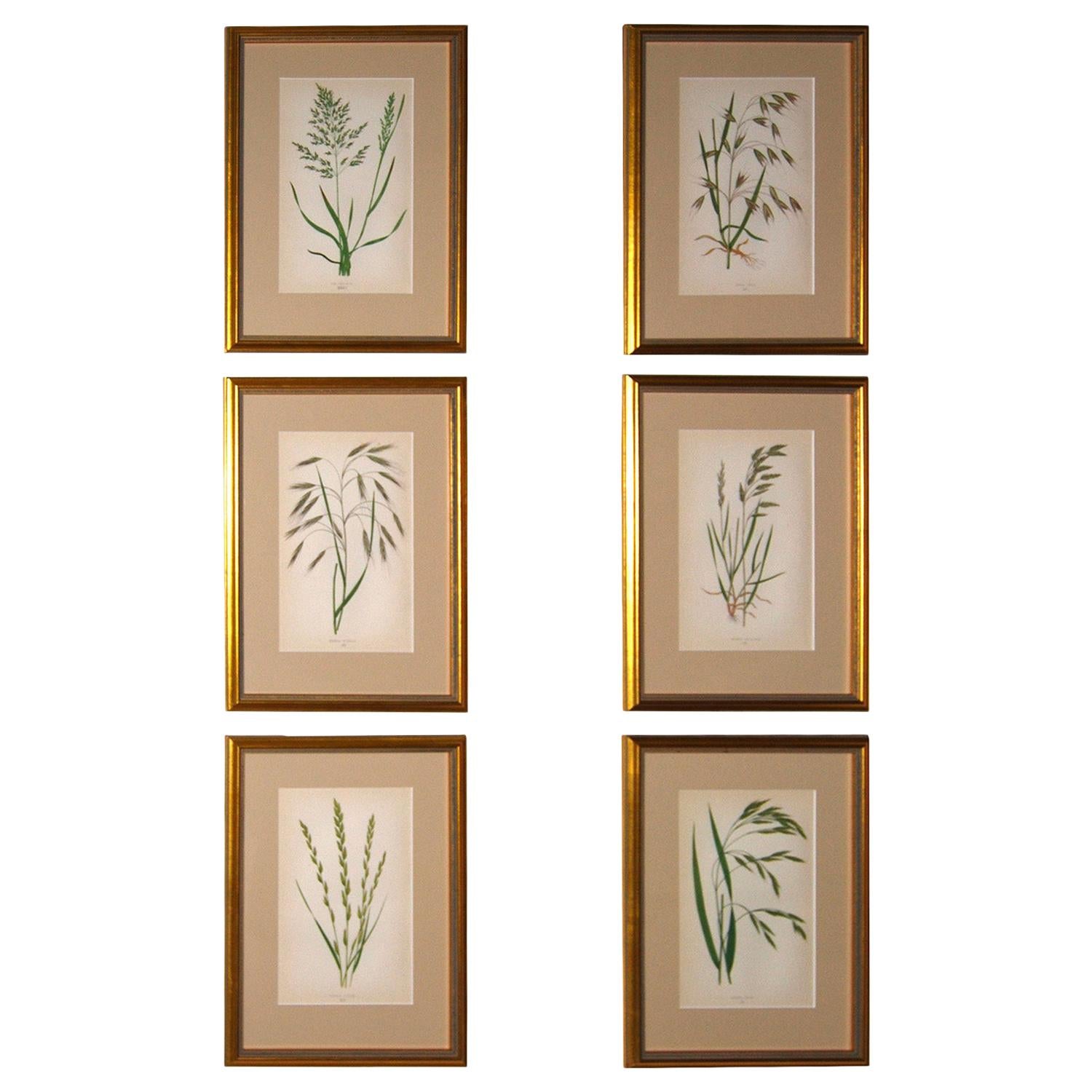Set of 12 Handcolored Grasses Prints