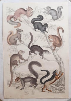 Set of 12 Large Original Antique Animal Prints After Cpt. Brown. 1830s