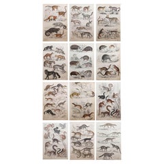 Set of 12 Large Original Antique Animal Prints After Cpt. Brown. 1830s