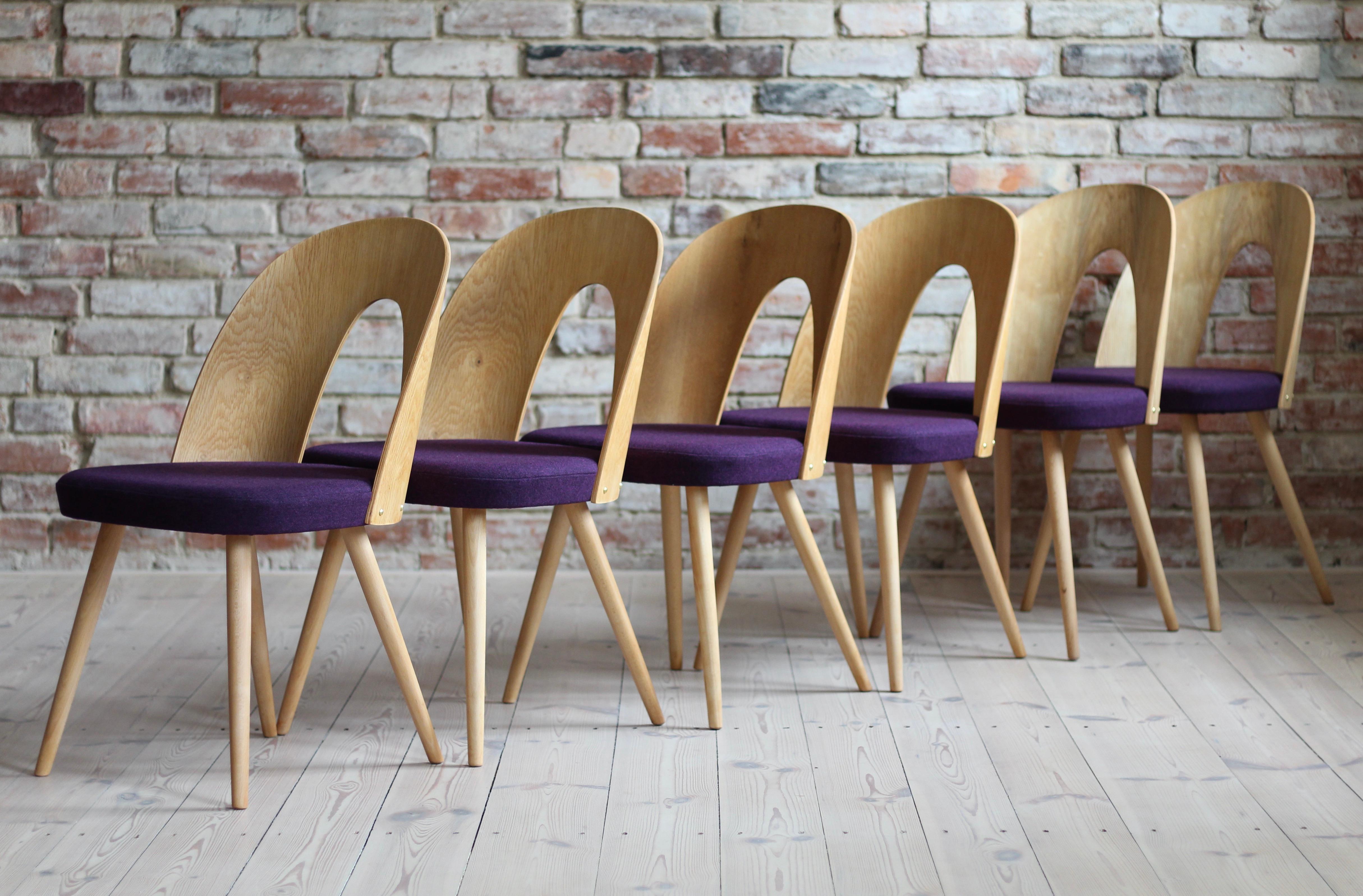This set of twelve vintage dining chairs was designed by Czech designer Antonin Šuman in the 1960s. The chairs have been completely restored finished with high-quality oil that gave them beautiful and natural finish. This set is reupholstered with