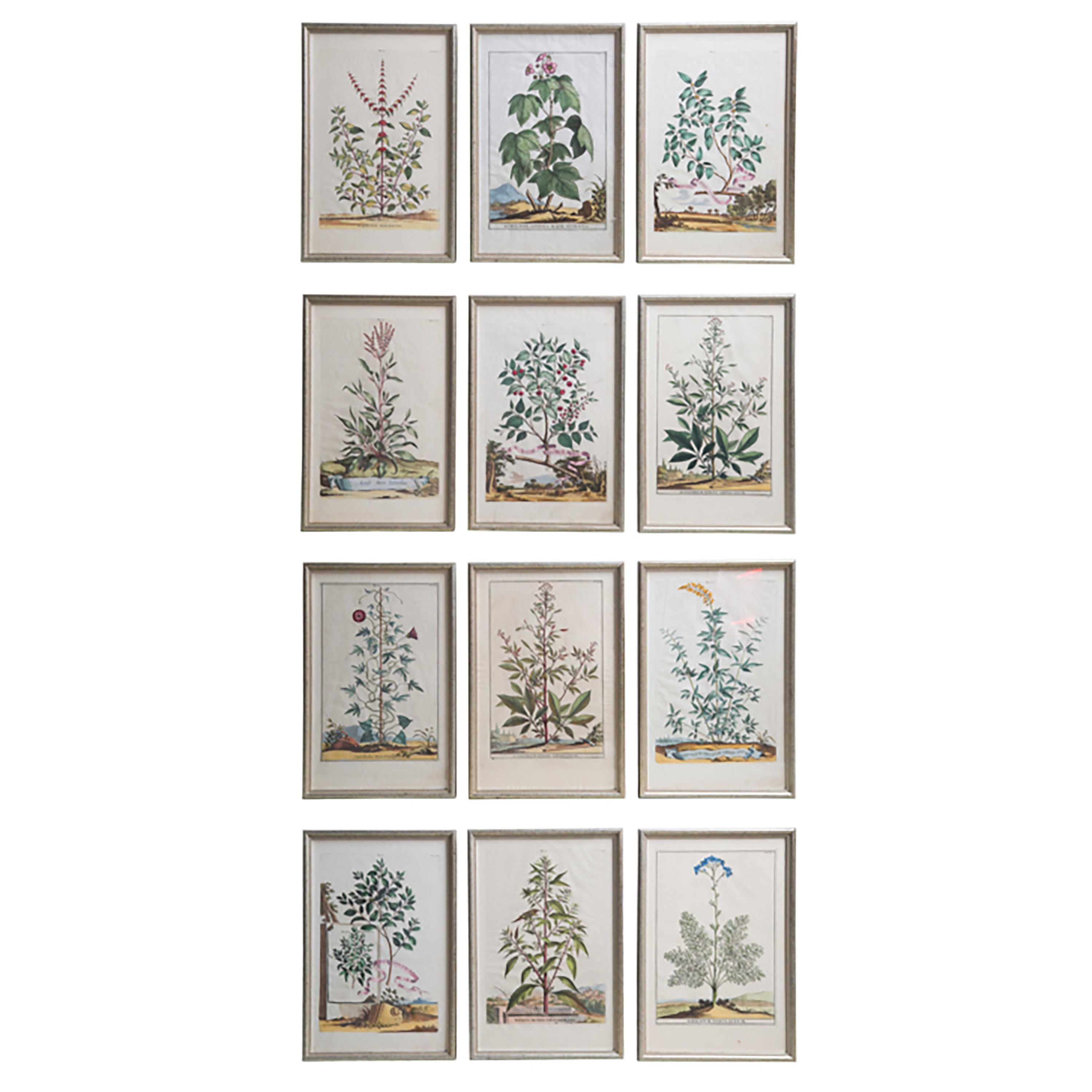 Dutch Set of 12 Original Abraham Munting Botanical Engravings