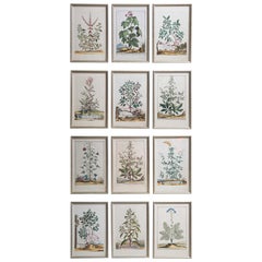 Set of 12 Original Abraham Munting Botanical Engravings