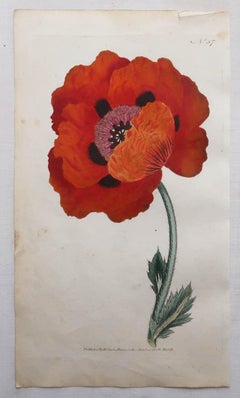 Satz von 12 originalen, antiken Botanikdrucken nach Sowerby. Englisches 18. Jahrhundert