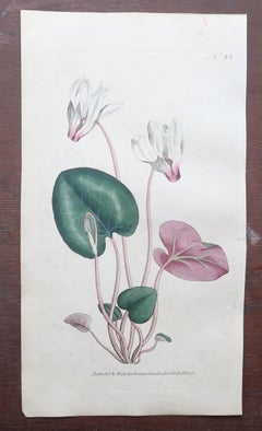 Set of 12 Original Antique Botanical Prints After Sowerby. English 18th Century