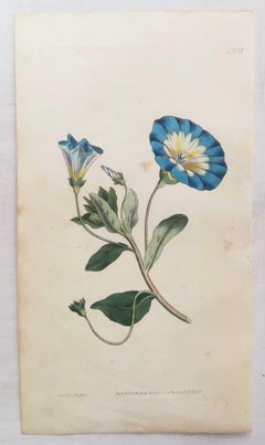Set of 12 Original Antique Botanical Prints After Sowerby. English 18th Century