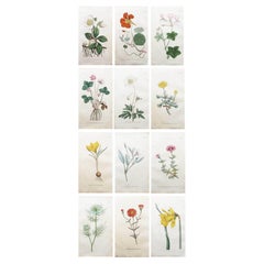 Set of 12 Original Antique Botanical Prints After Sowerby. English 18th Century