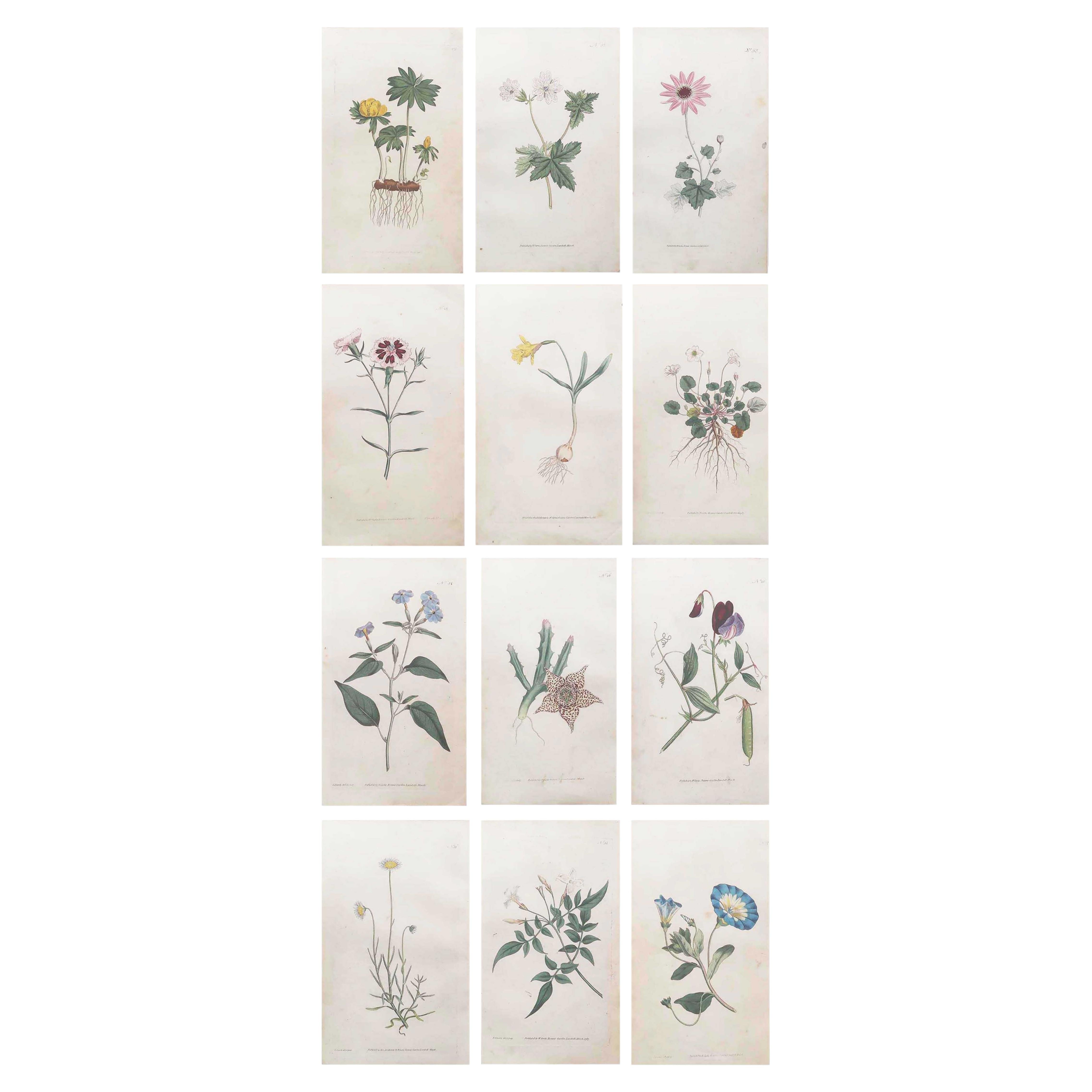 Set of 12 Original Antique Botanical Prints After Sowerby. English 18th Century