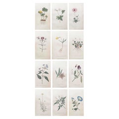 Set of 12 Original Antique Botanical Prints After Sowerby. English 18th Century