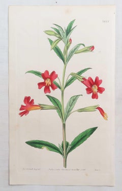 Lot de 12 gravures botaniques anciennes originales d'après William Fitch. Daté de 1838