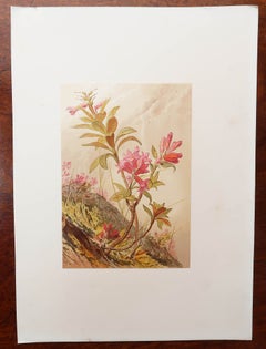 Set of 12 Original Antique Botanical Prints - Alpine Flowers. 1869
