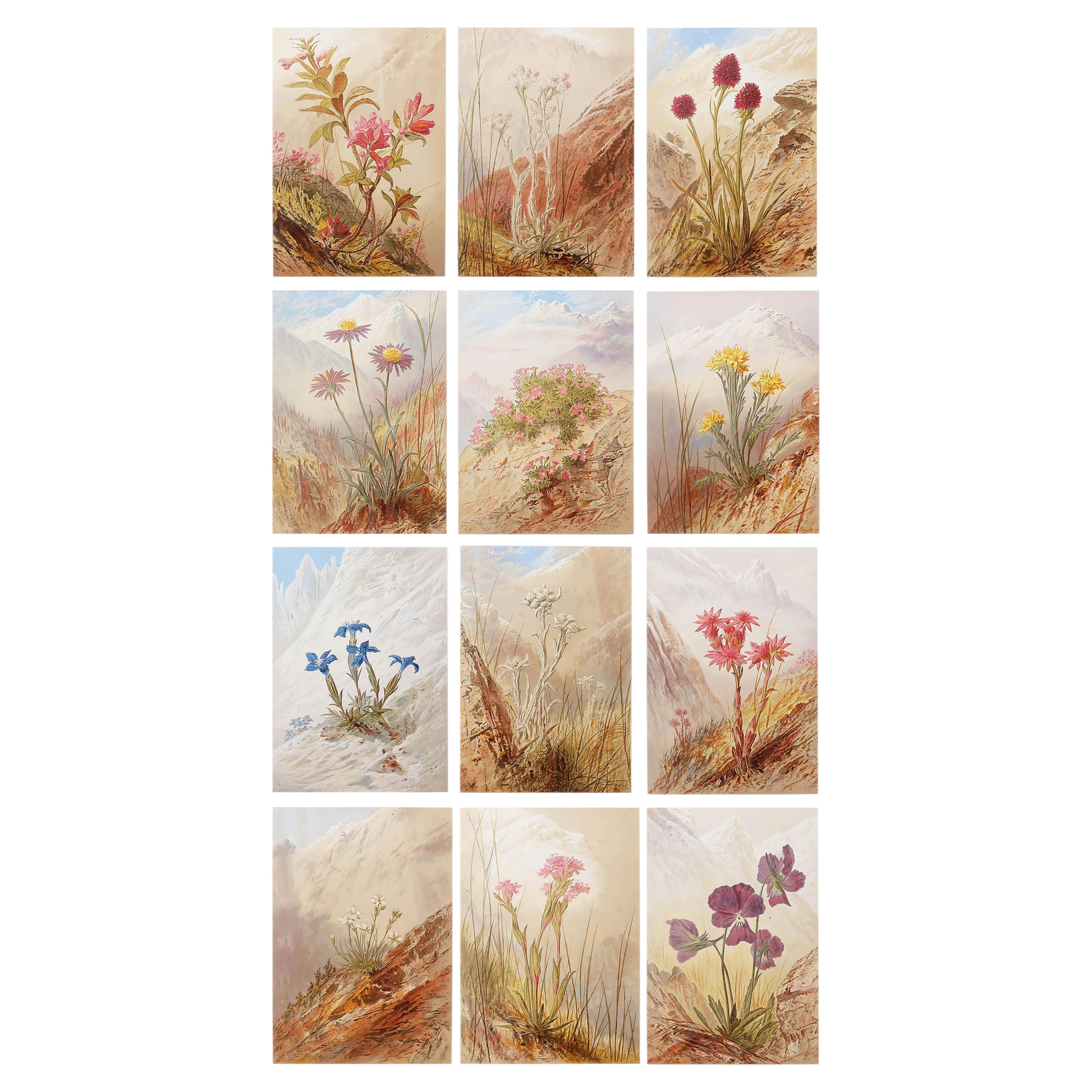 Set of 12 Original Antique Botanical Prints - Alpine Flowers. 1869