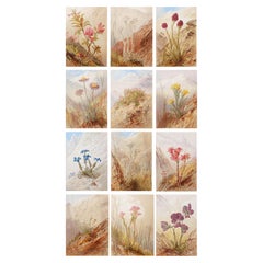 Set of 12 Original Antique Botanical Prints - Alpine Flowers. 1869