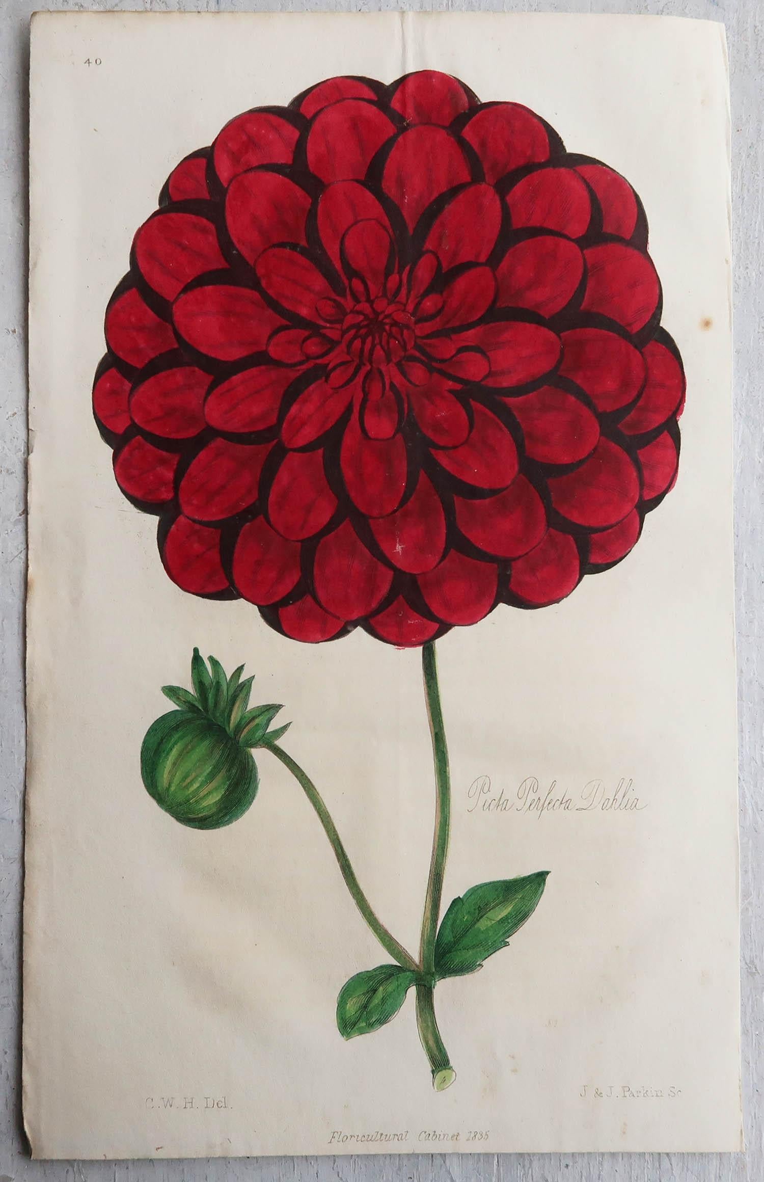 Set of 12 Original Antique Botanical Prints, circa 1840 2