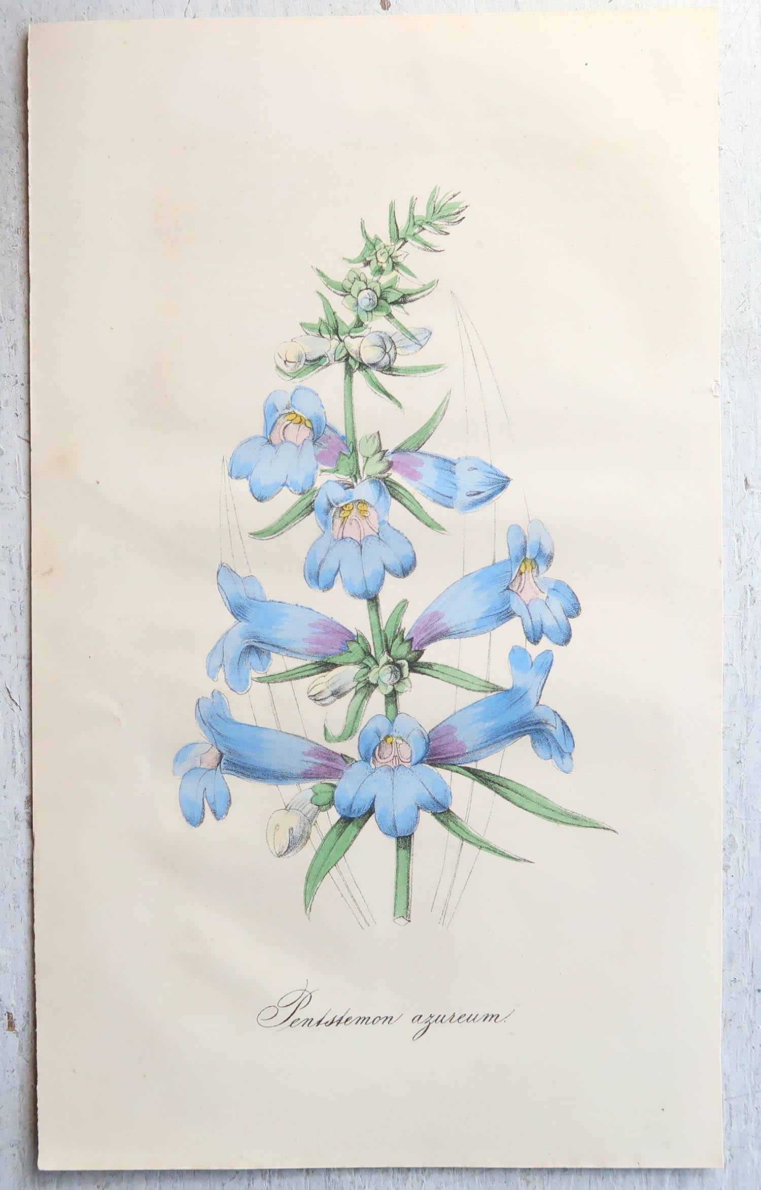 Paper Set of 12 Original Antique Botanical Prints, circa 1840