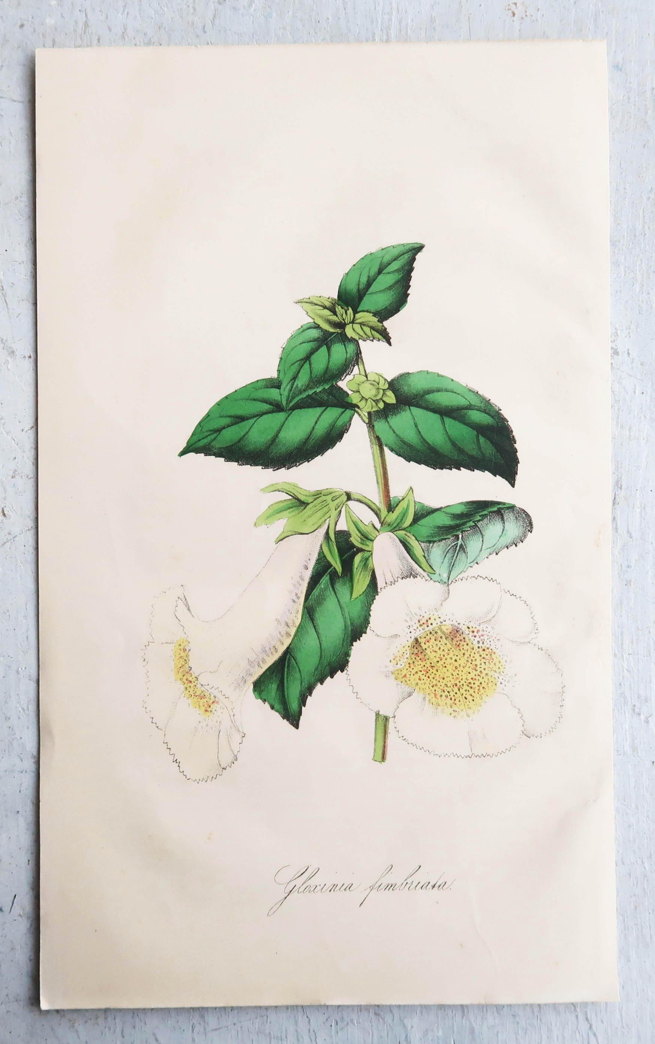 Set of 12 Original Antique Botanical Prints, circa 1840 2