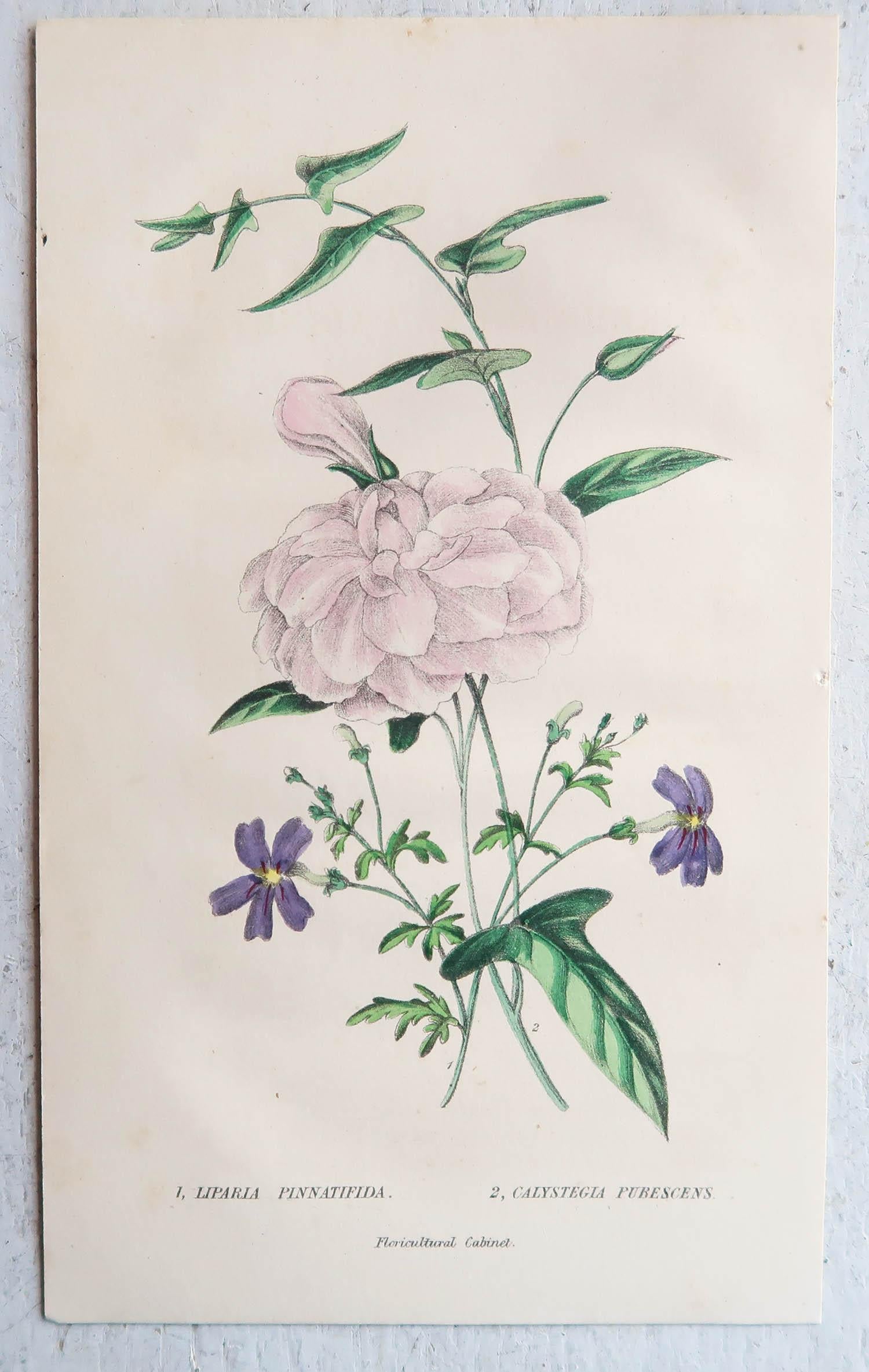 Set of 12 Original Antique Botanical Prints, circa 1840 For Sale 2
