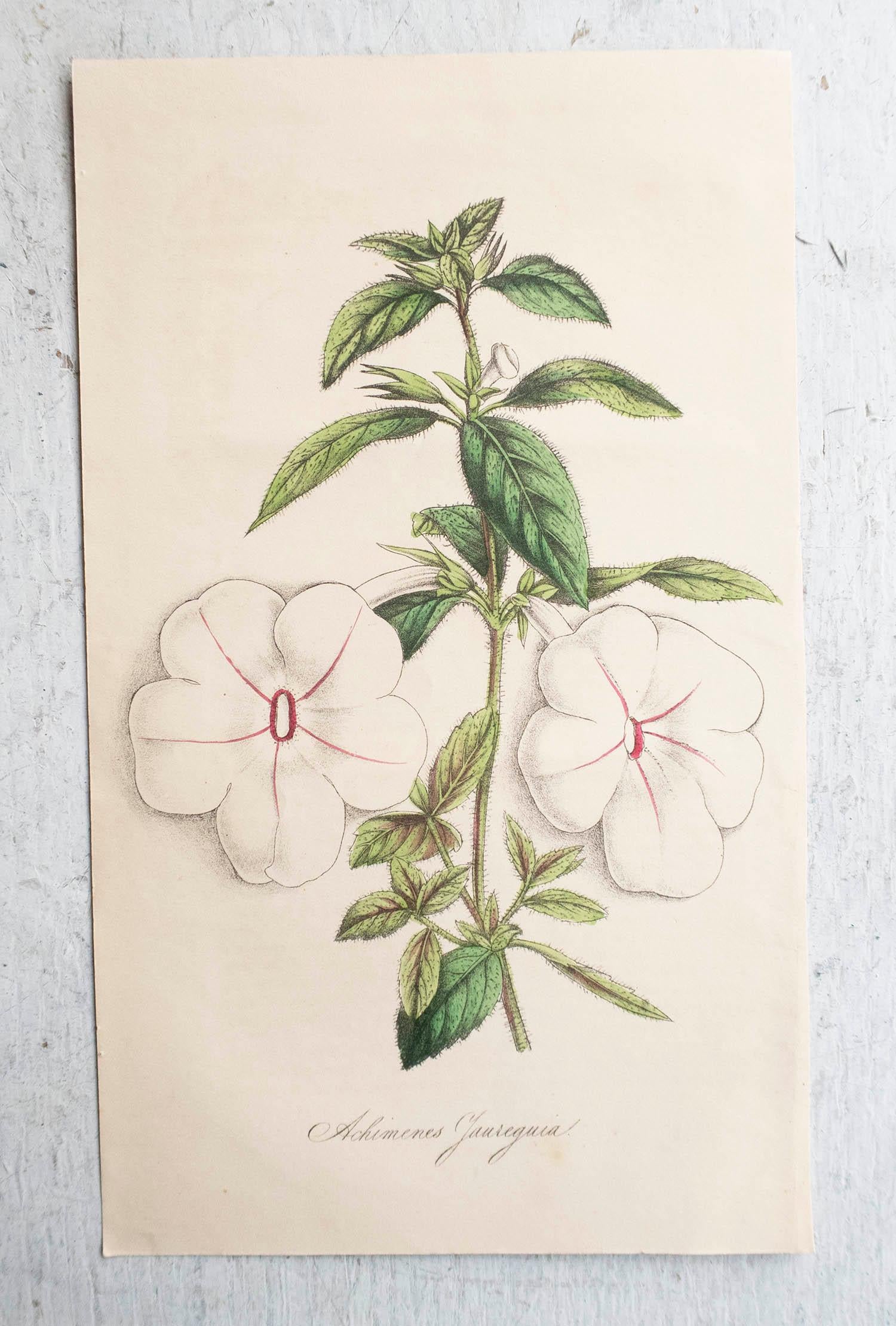 Conjunto de 12 grabados botánicos antiguos originales, circa 1840 en venta 2