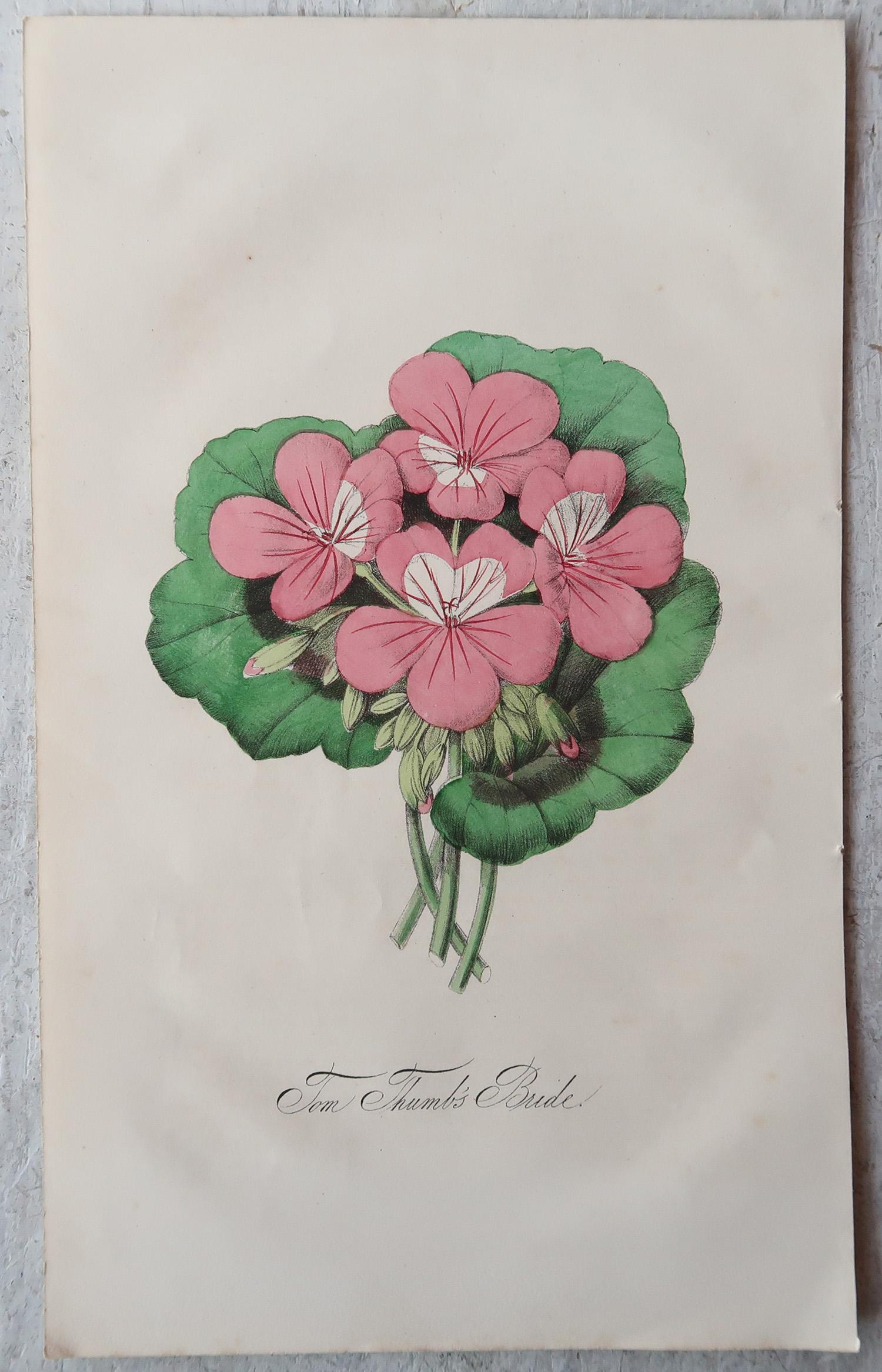 Set of 12 Original Antique Botanical Prints, circa 1840 2
