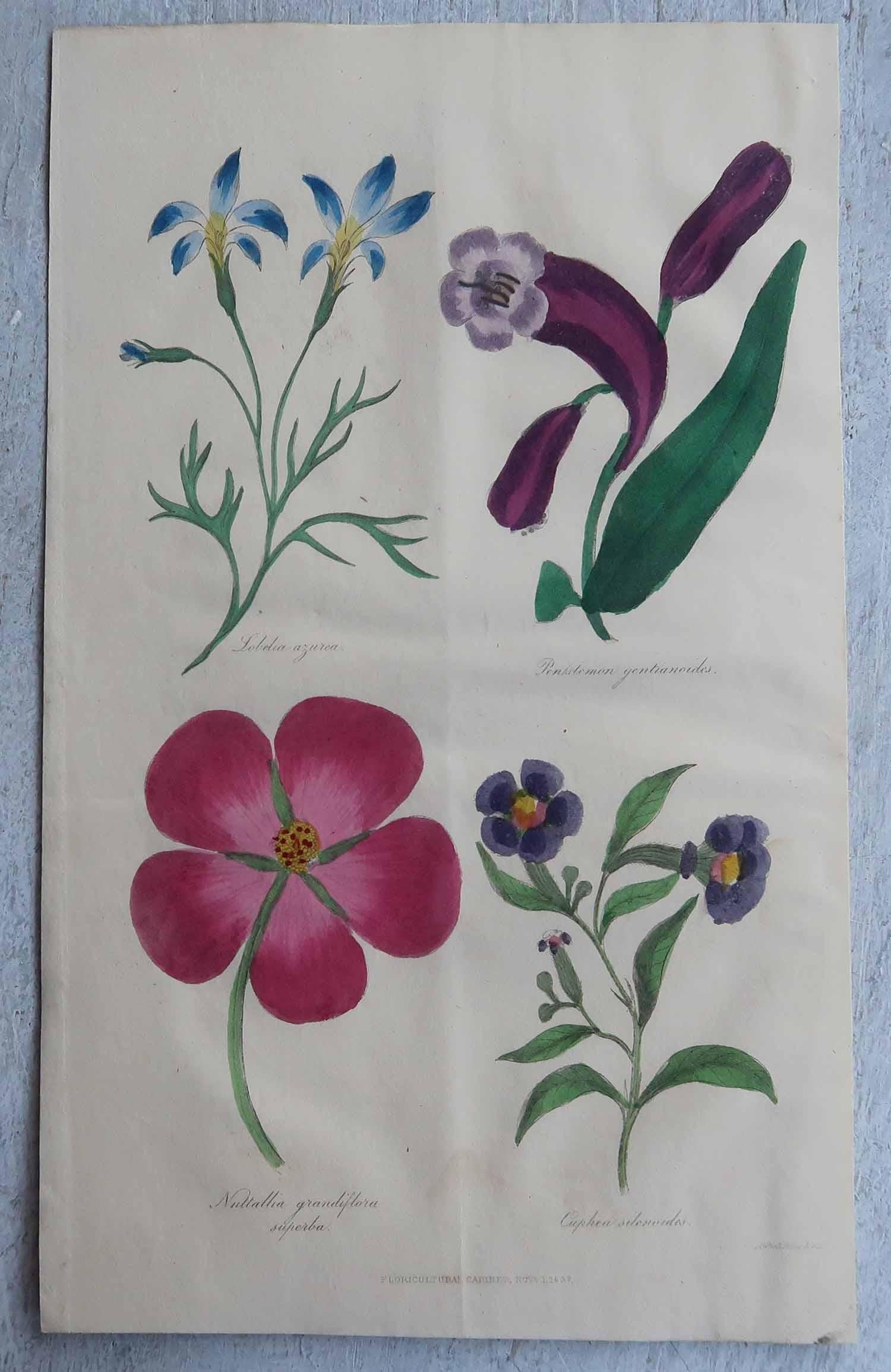 Set of 12 Original Antique Botanical Prints, circa 1840 For Sale 2