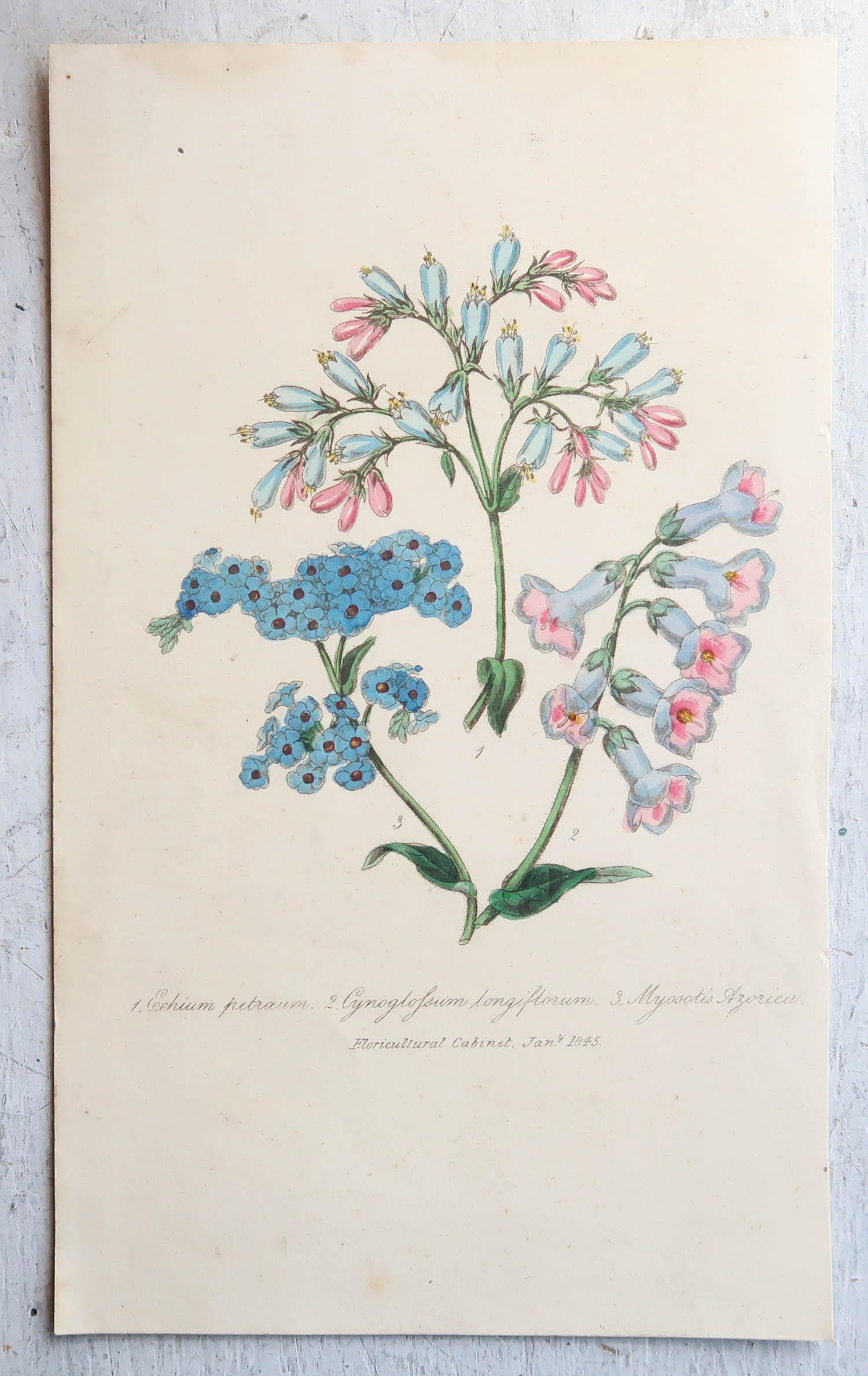 Set of 12 Original Antique Botanical Prints, circa 1840 1