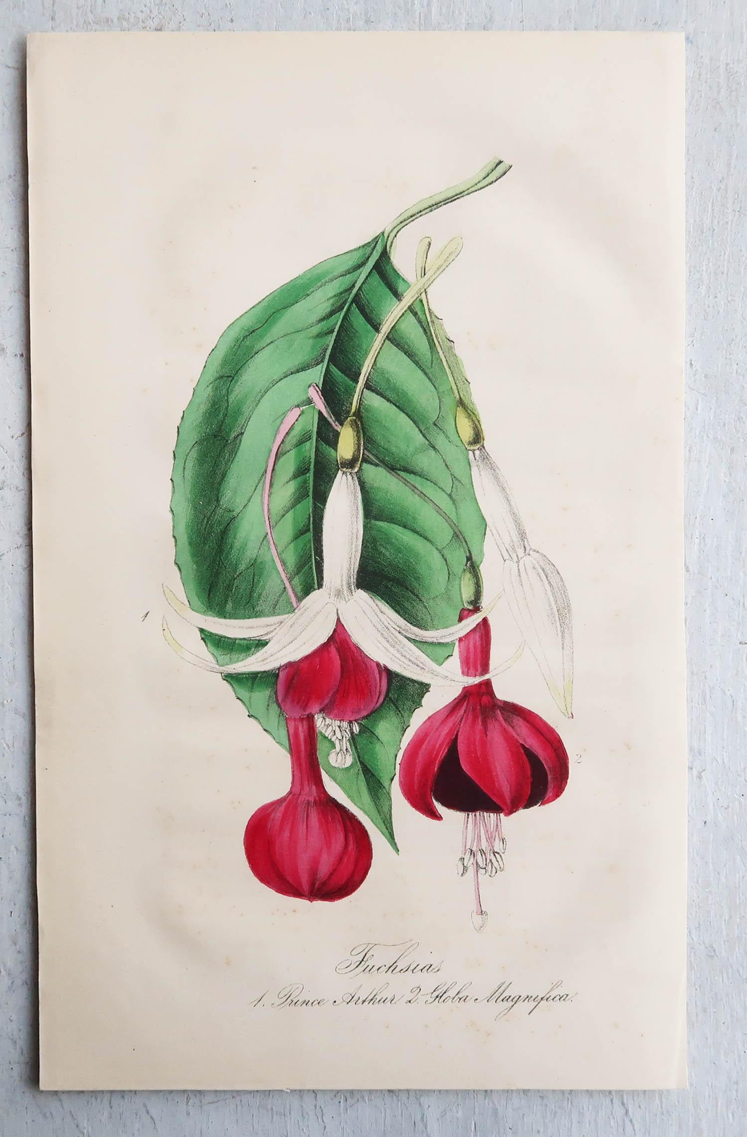 Set of 12 Original Antique Botanical Prints, circa 1840 3
