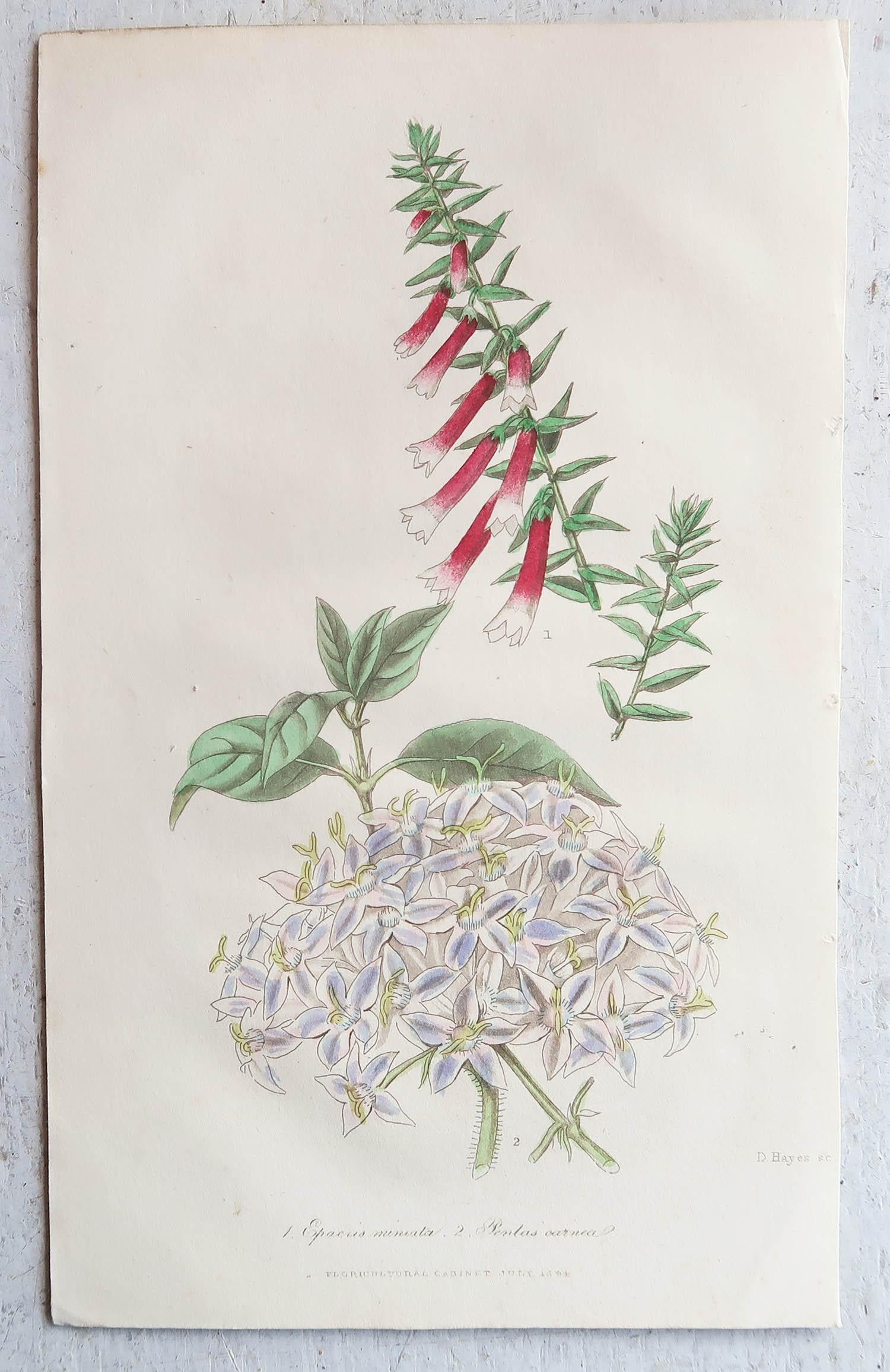 Set of 12 Original Antique Botanical Prints, circa 1840 For Sale 3