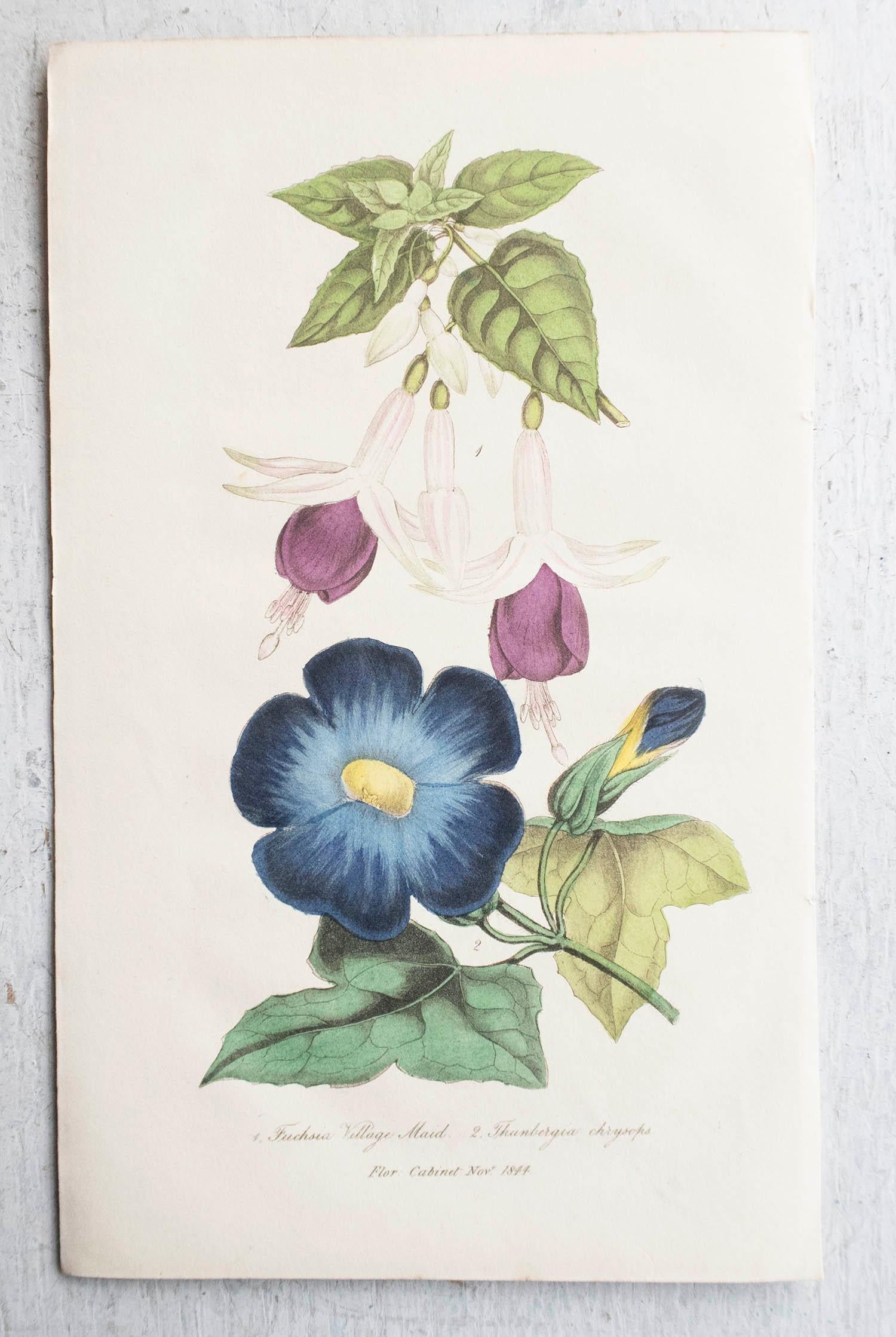 Conjunto de 12 grabados botánicos antiguos originales, circa 1840 en venta 3