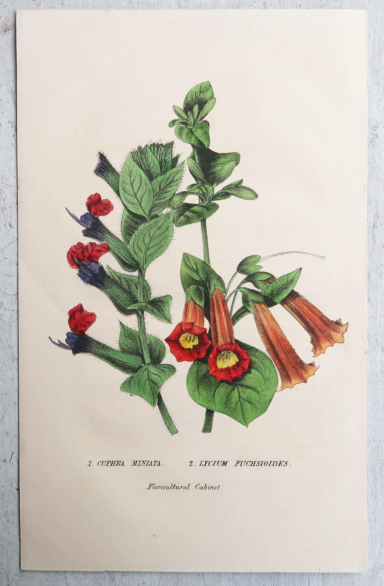Set of 12 Original Antique Botanical Prints, circa 1840 3
