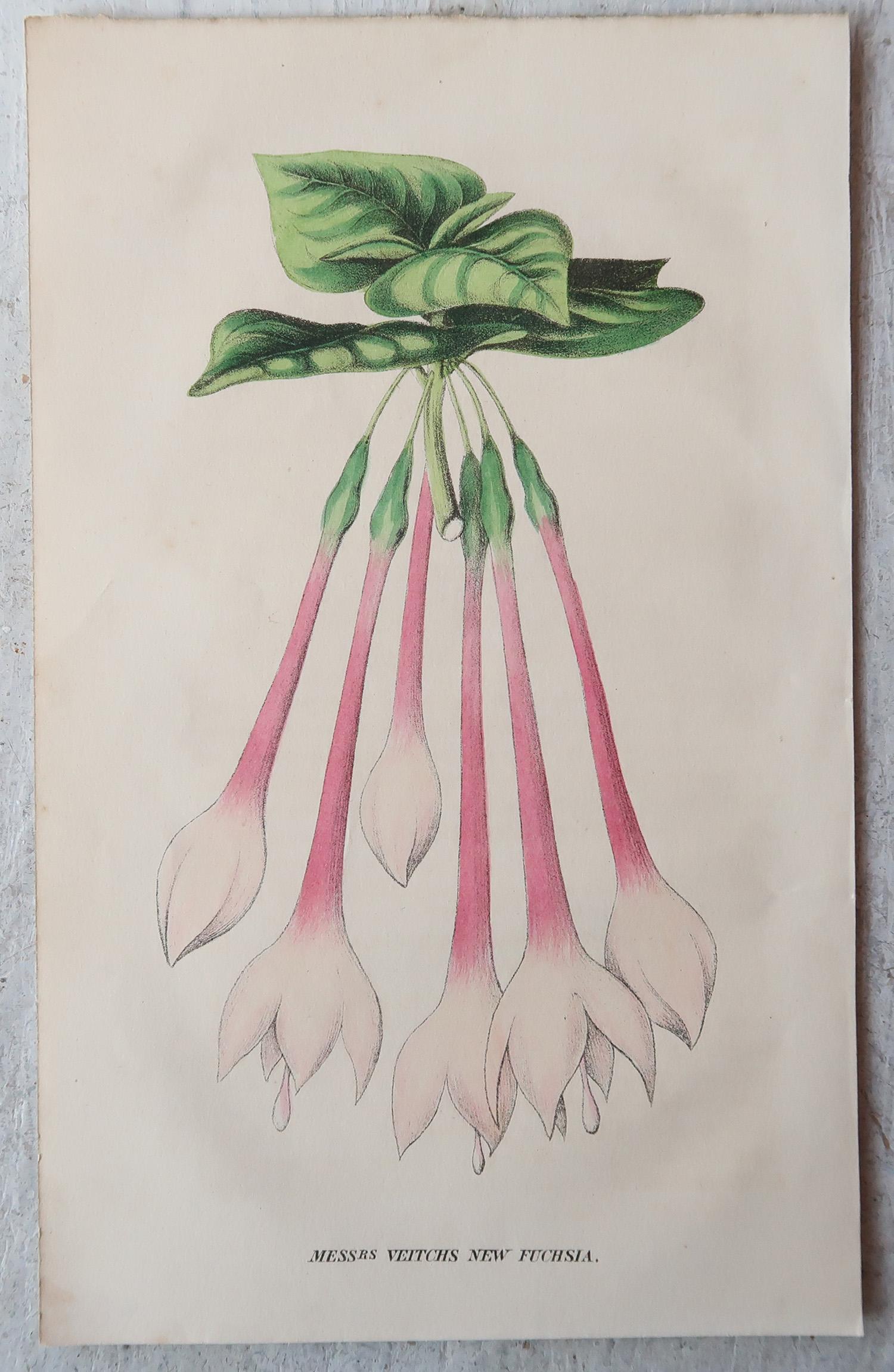 Set of 12 Original Antique Botanical Prints, circa 1840 3