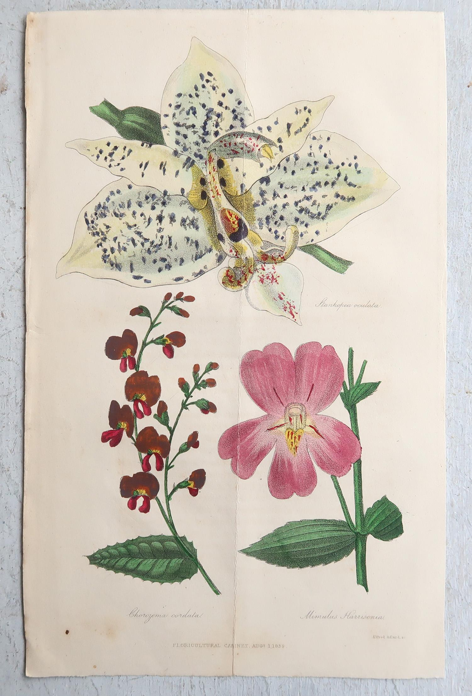 Set of 12 Original Antique Botanical Prints, circa 1840 im Angebot 3