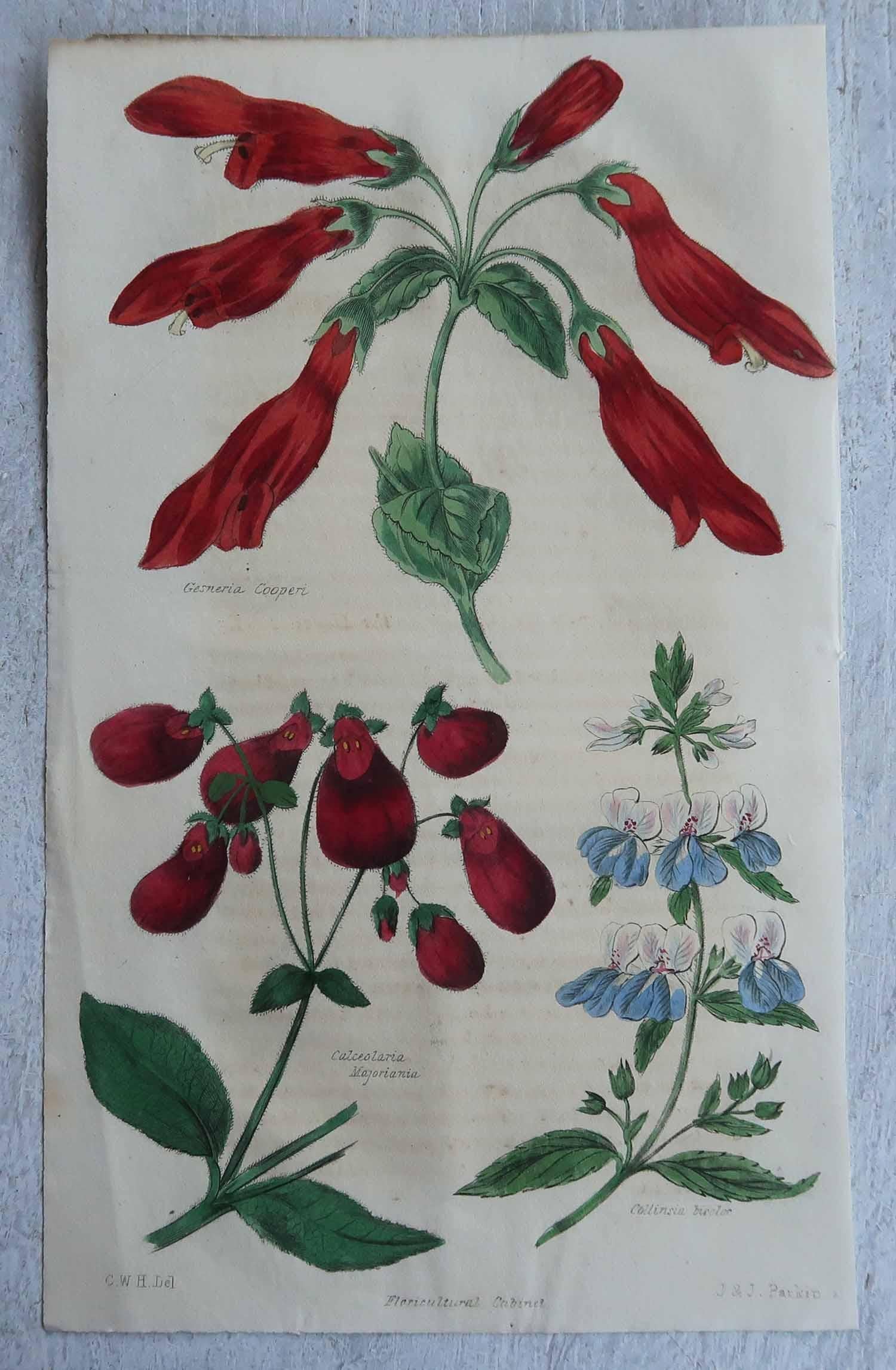 Set of 12 Original Antique Botanical Prints, circa 1840 For Sale 3