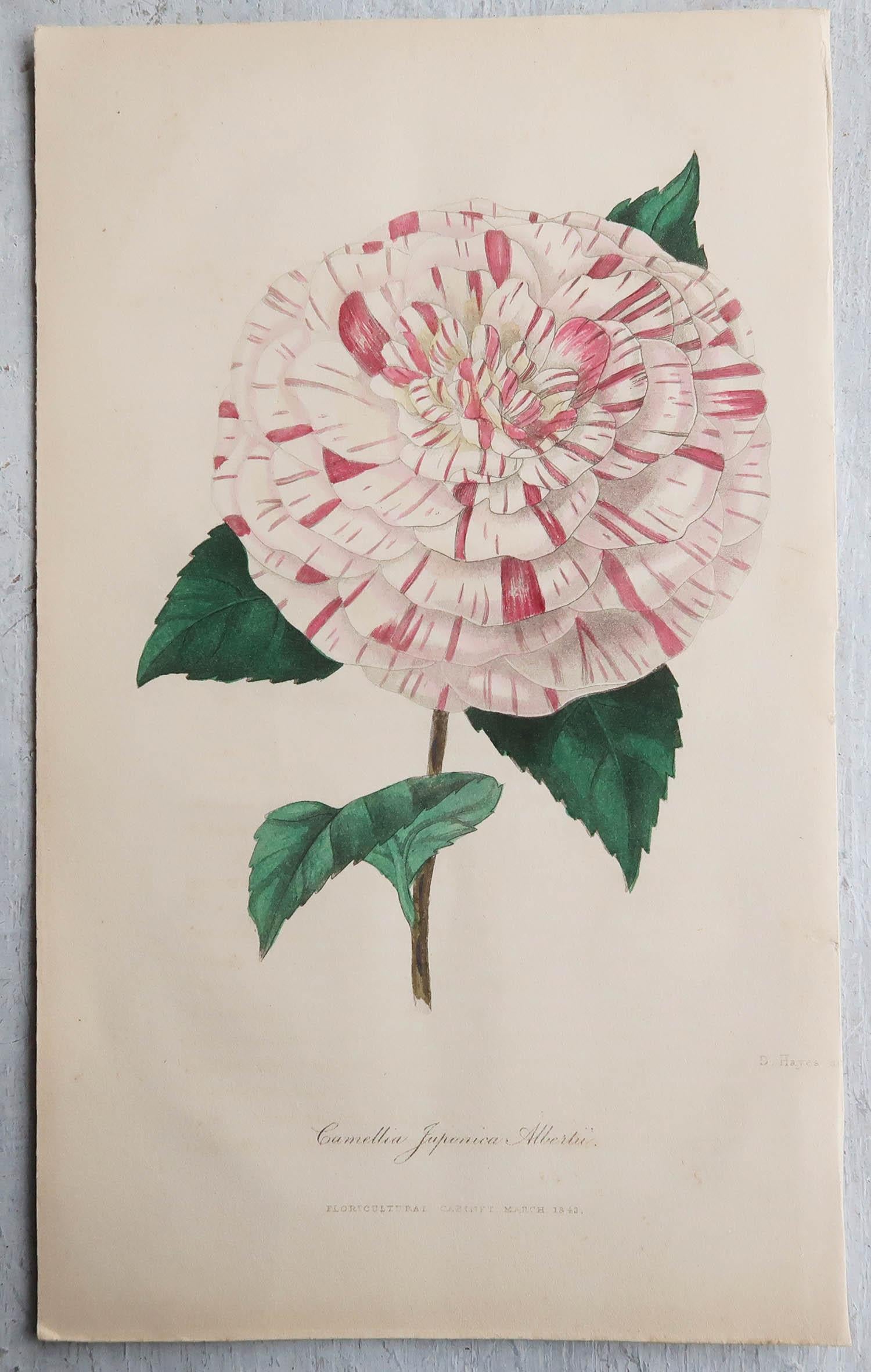 Set of 12 Original Antique Botanical Prints, circa 1840 4