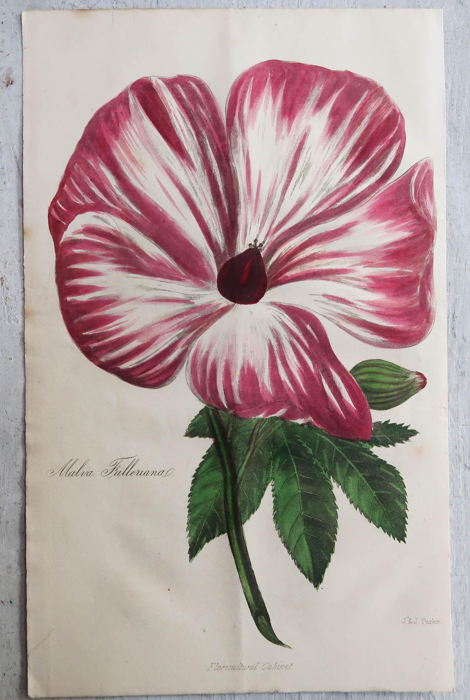 Set of 12 Original Antique Botanical Prints, circa 1840 3