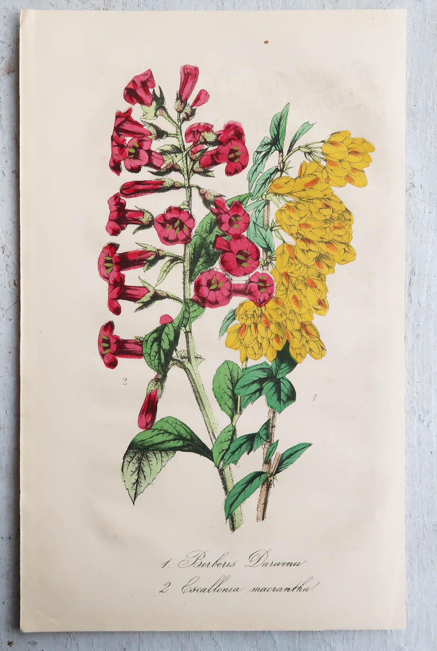 Set of 12 Original Antique Botanical Prints, circa 1840 4