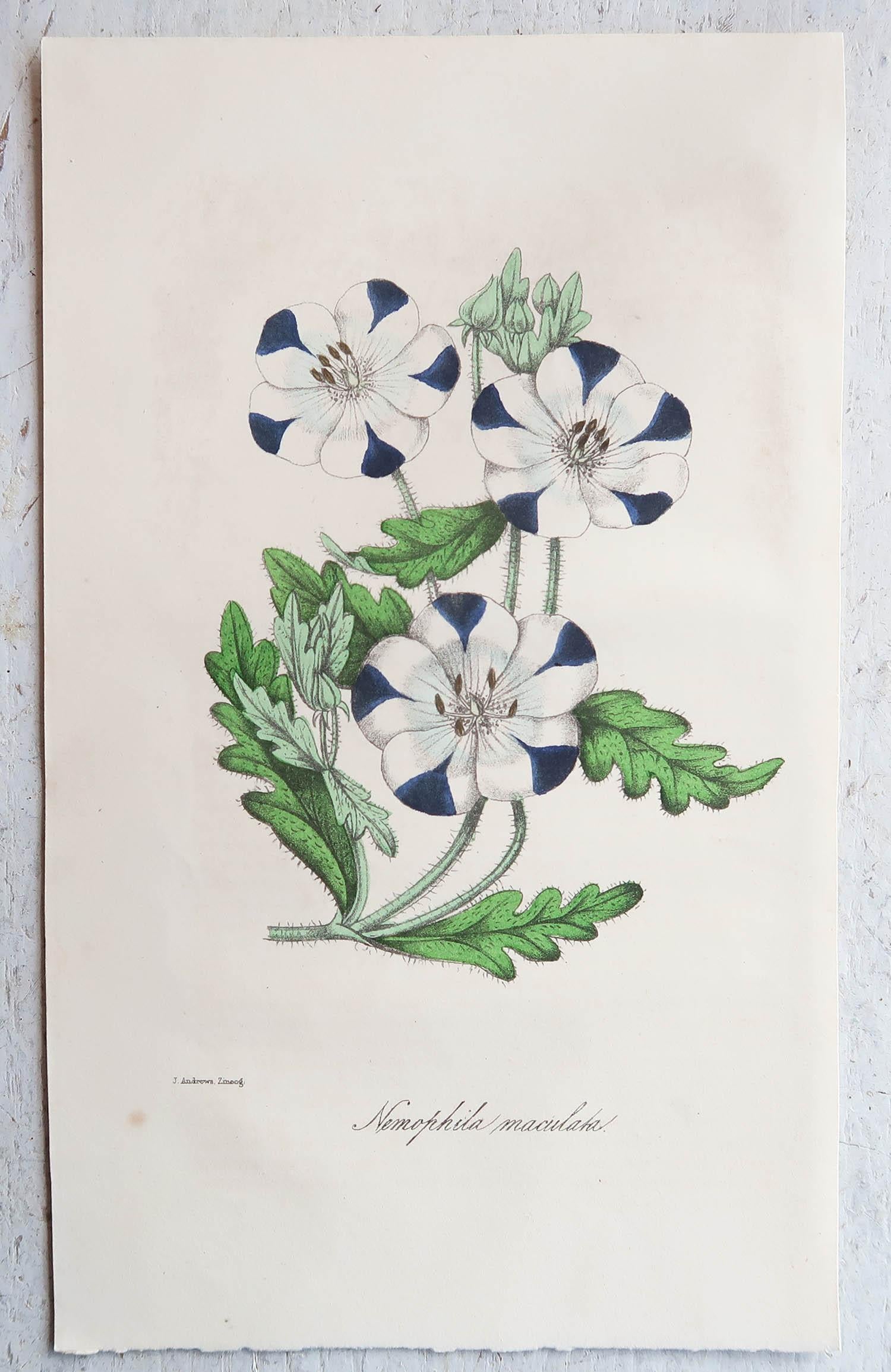 Set von 12 originalen antiken botanischen Drucken, um 1840 4