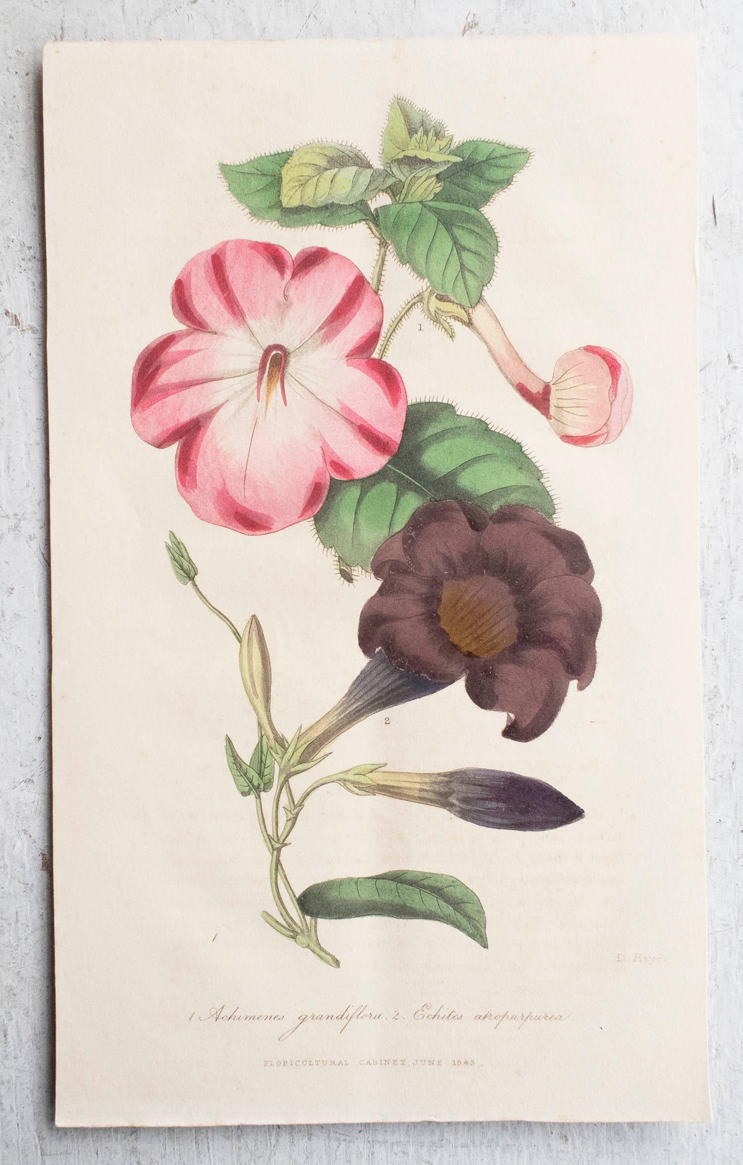 Conjunto de 12 grabados botánicos antiguos originales, circa 1840 en venta 4