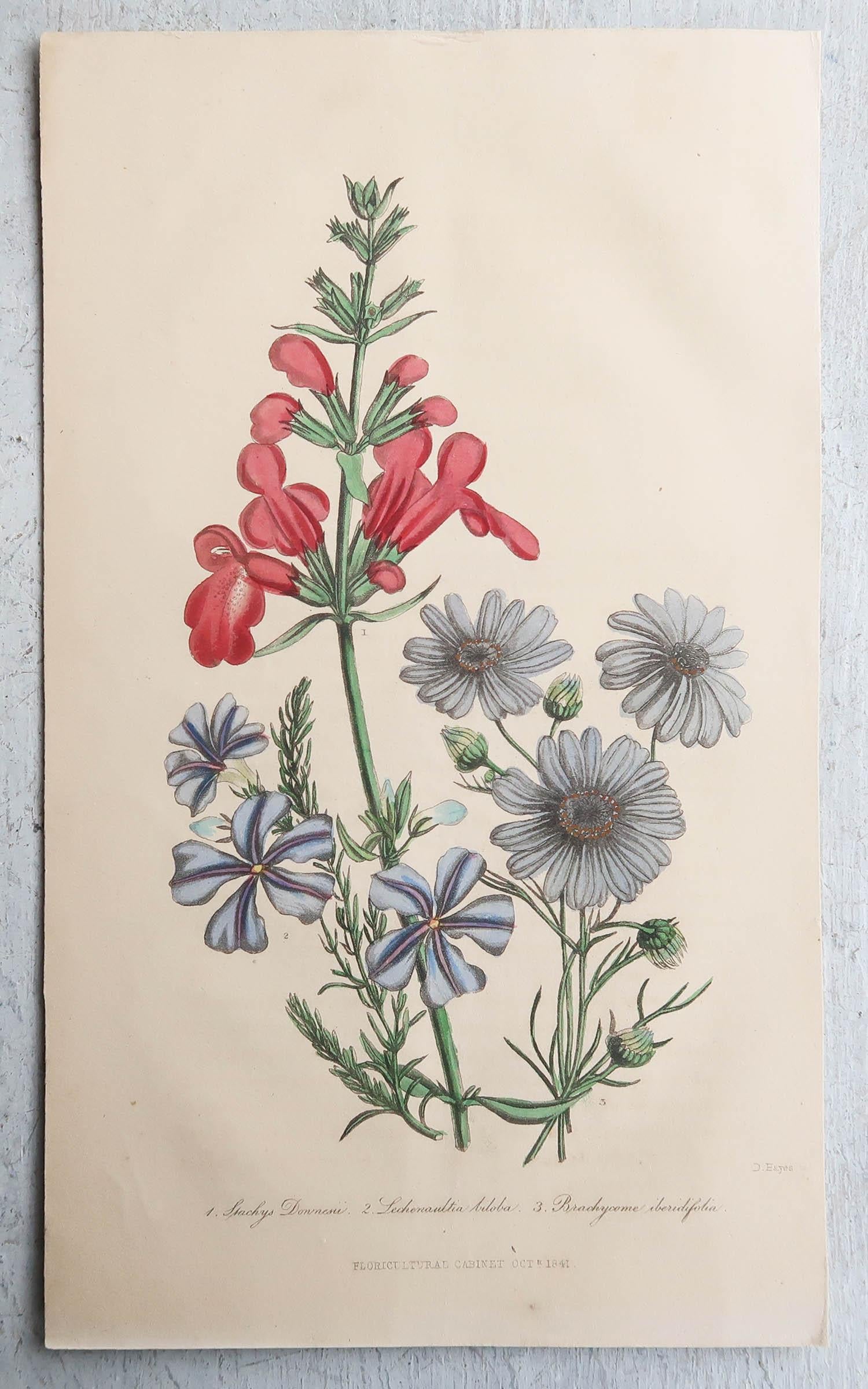 Set of 12 Original Antique Botanical Prints, circa 1840 4