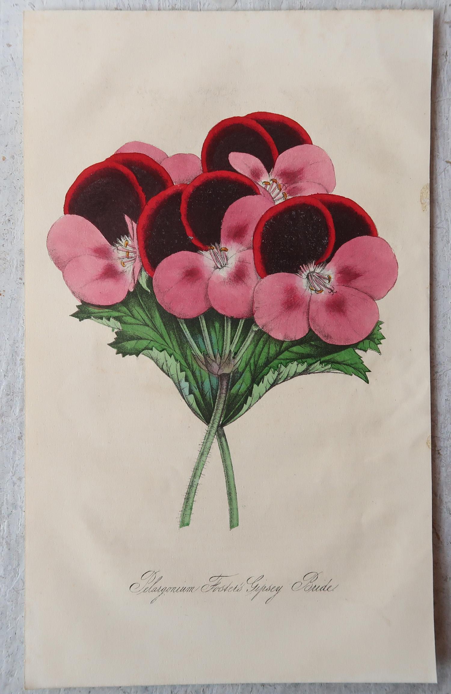 Set of 12 Original Antique Botanical Prints, circa 1840 4