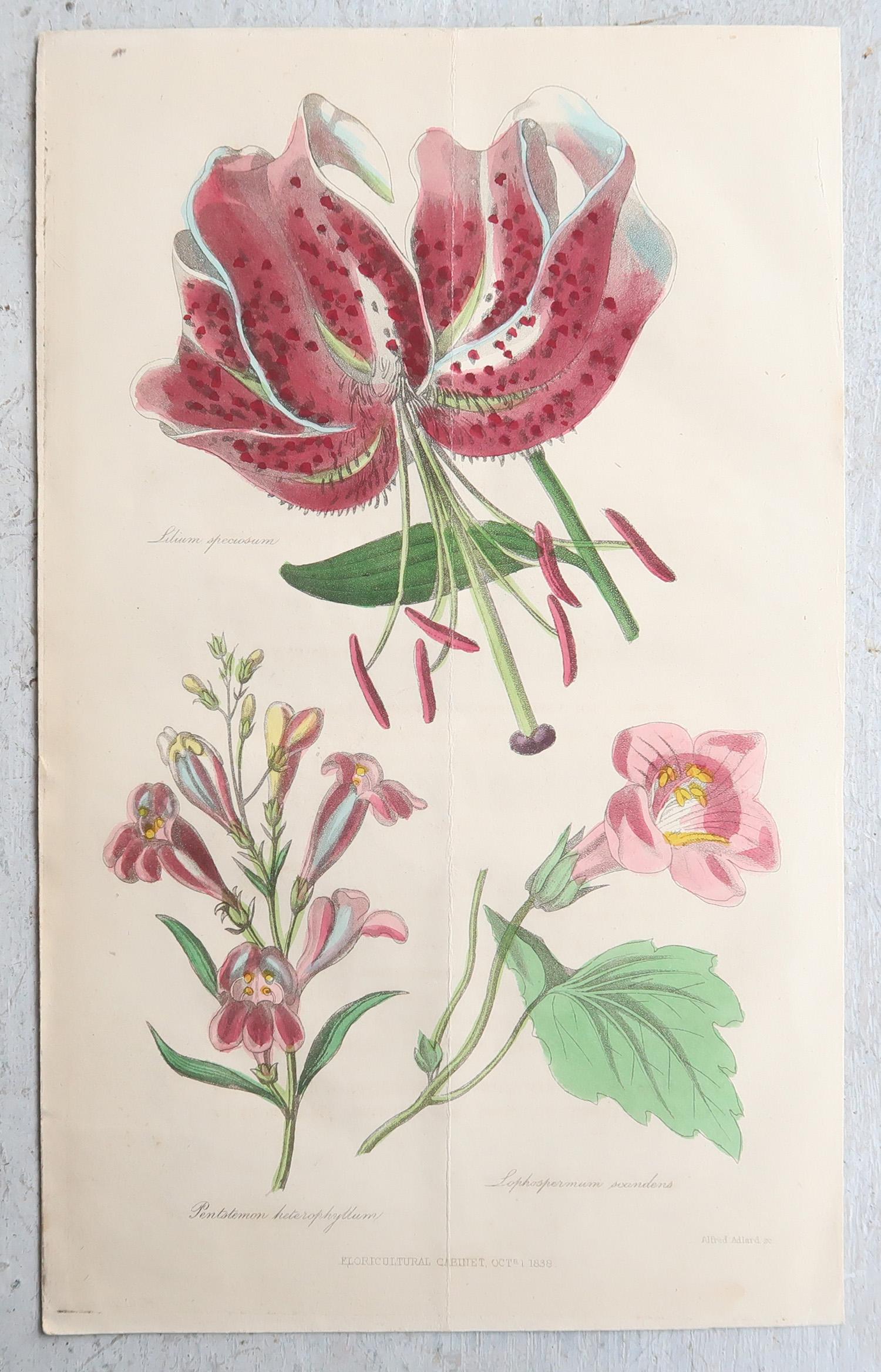 Set of 12 Original Antique Botanical Prints, circa 1840 im Angebot 4