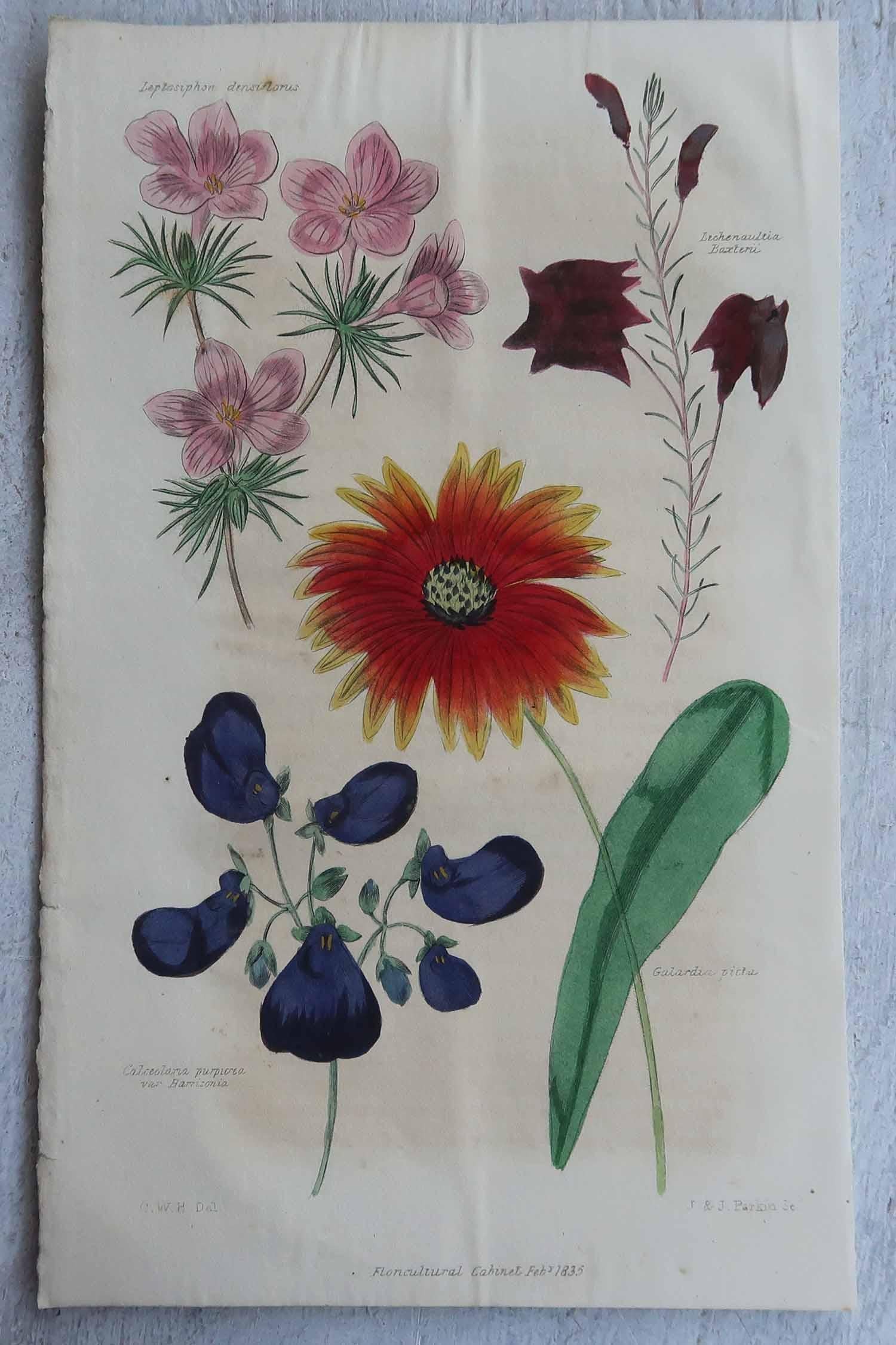 Set of 12 Original Antique Botanical Prints, circa 1840 For Sale 4