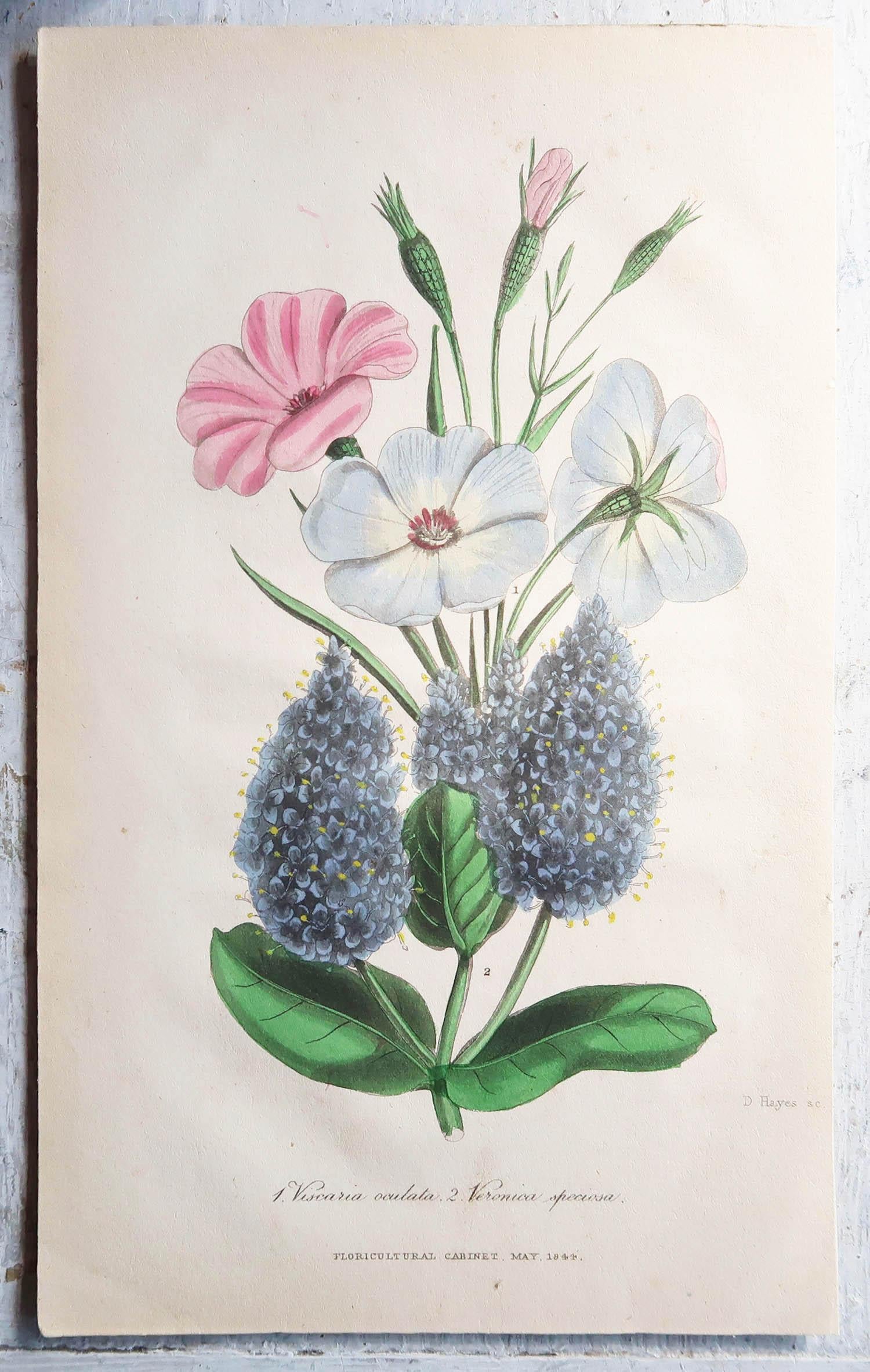 Set of 12 Original Antique Botanical Prints, circa 1840 3