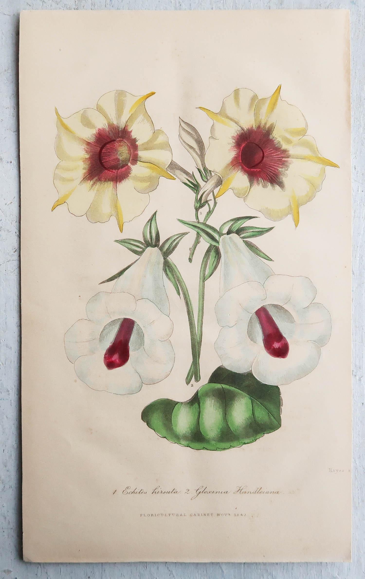 Set of 12 Original Antique Botanical Prints, circa 1840 5
