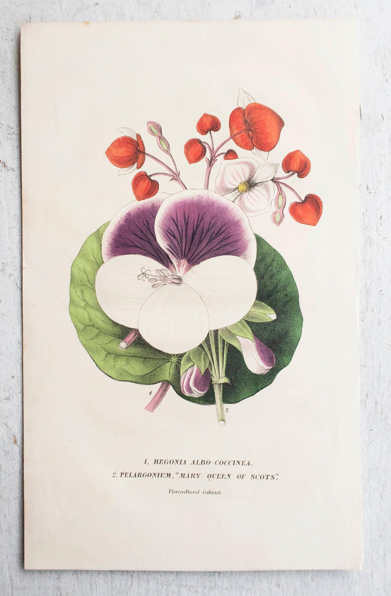Conjunto de 12 grabados botánicos antiguos originales, circa 1840 en venta 5