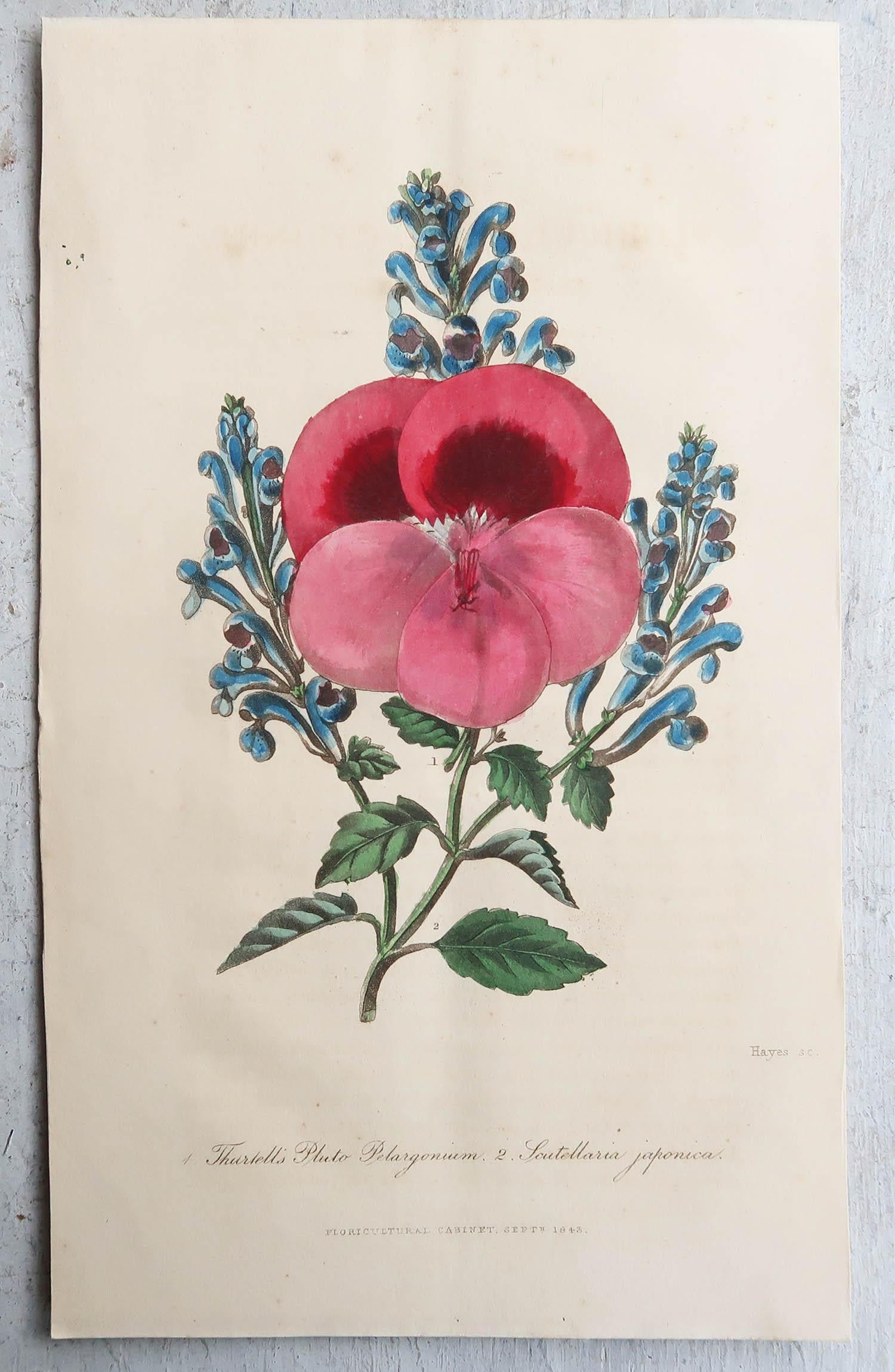 Set of 12 Original Antique Botanical Prints, circa 1840 5