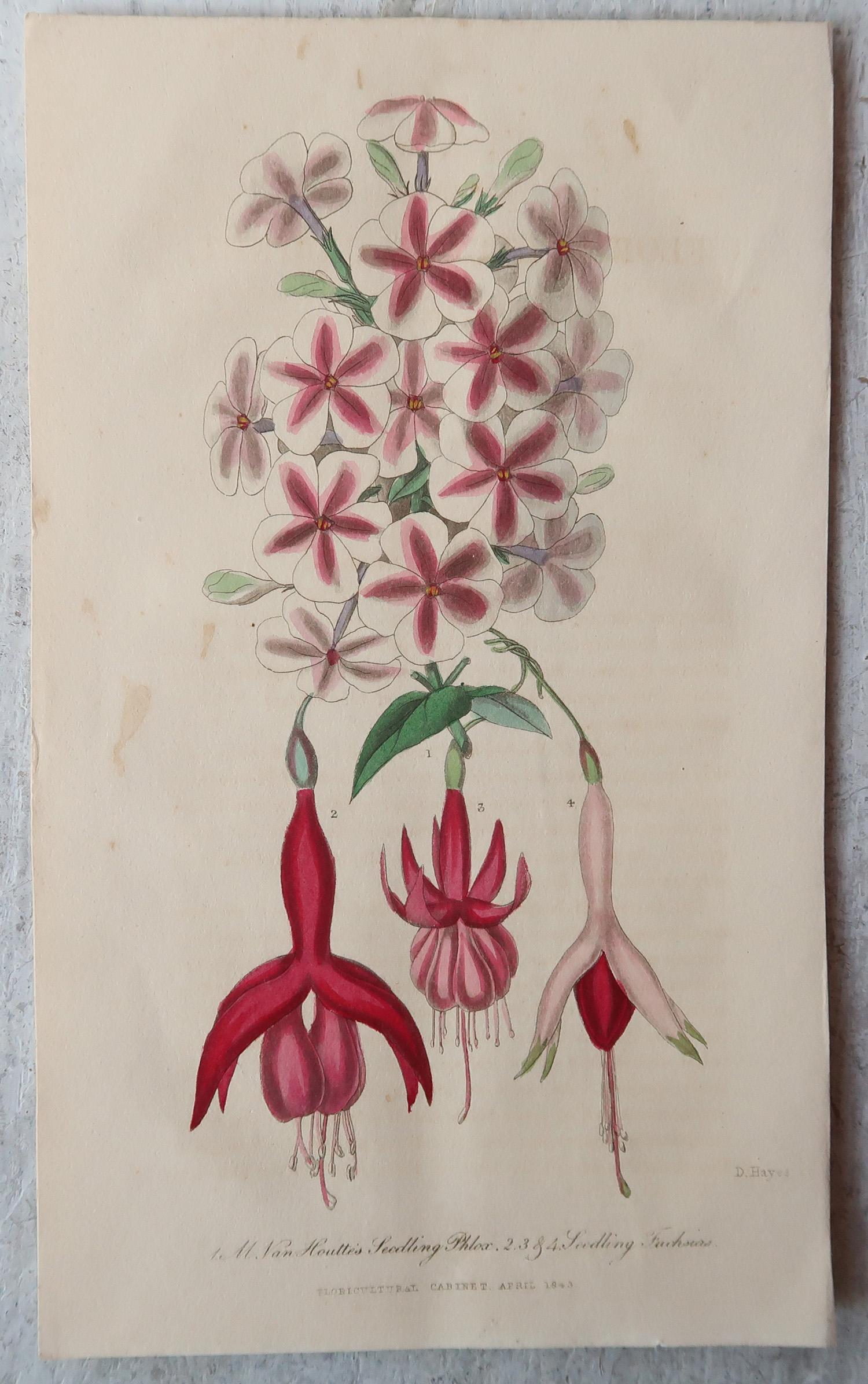 Set of 12 Original Antique Botanical Prints, circa 1840 5