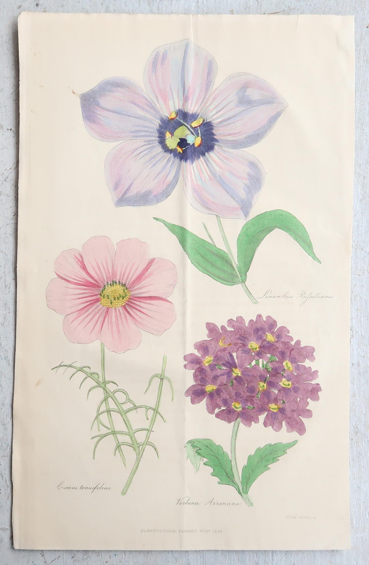 Set of 12 Original Antique Botanical Prints, circa 1840 im Angebot 5