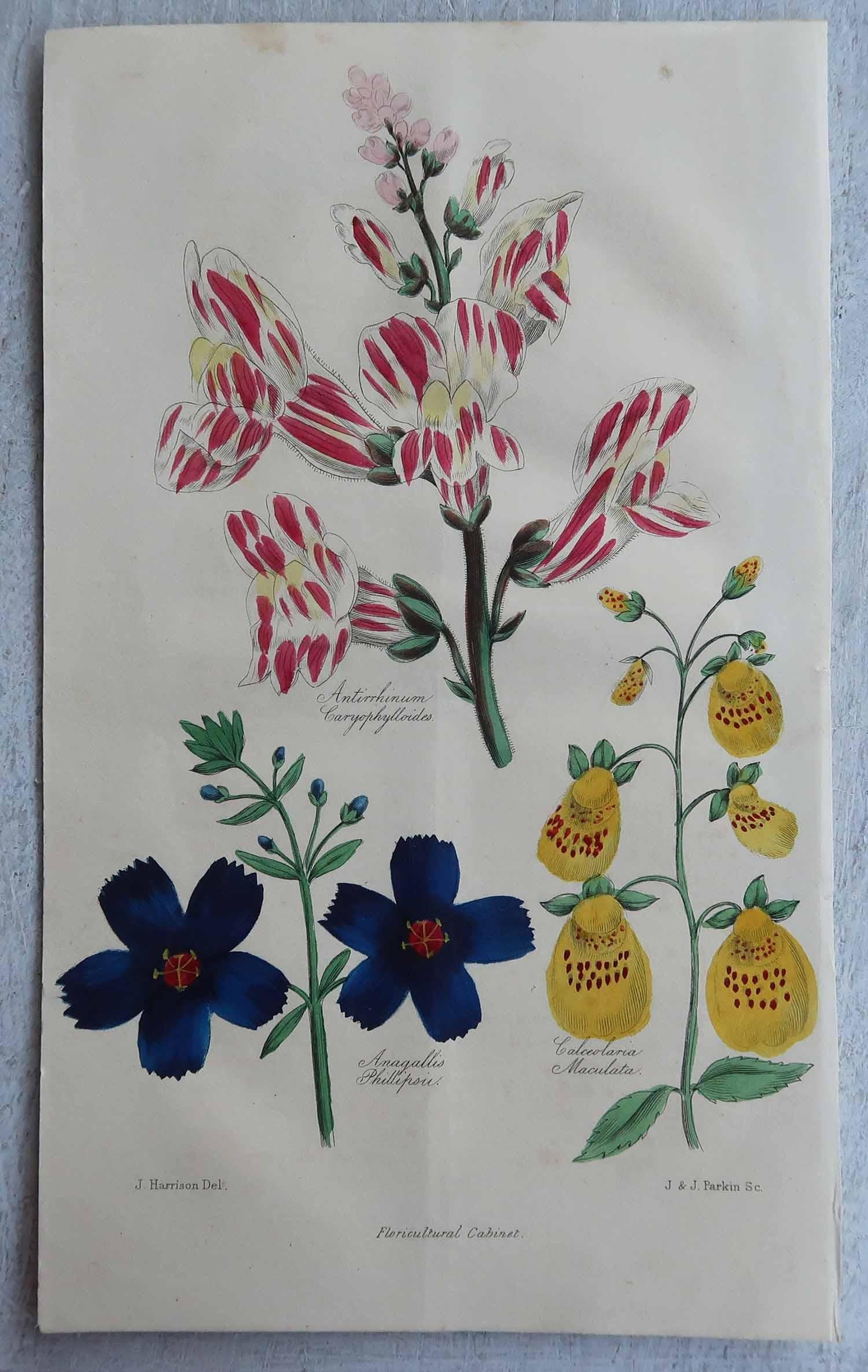 Set of 12 Original Antique Botanical Prints, circa 1840 For Sale 5