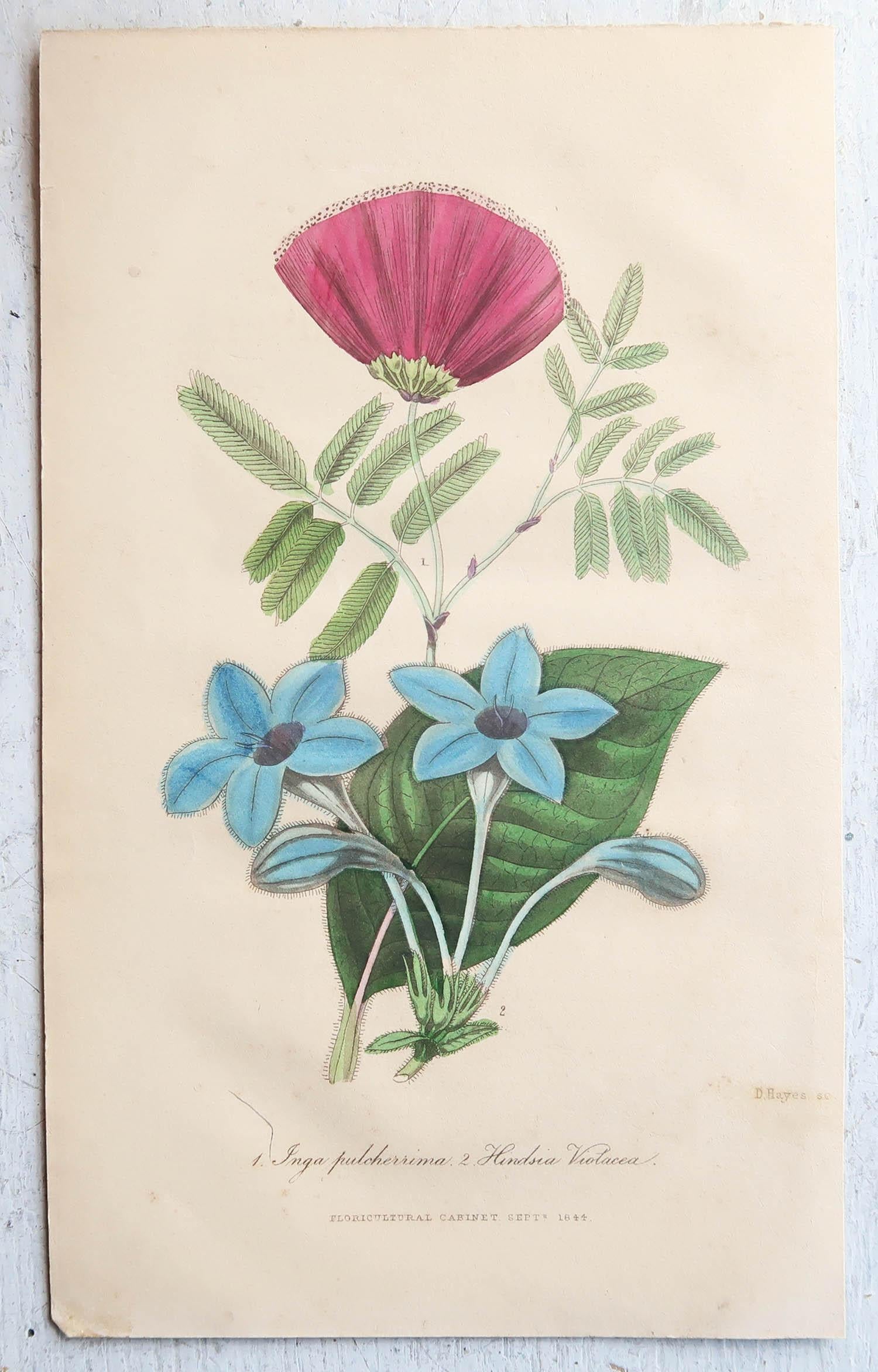 Wonderful set of 12 botanical prints.

Lithographs by Alfred Adlard, J.Parkin and D.Hayes

After C.W Harrison and Miss E.Hogg

Original hand color

Published, circa 1840

Unframed.

The measurement given is for one print.





