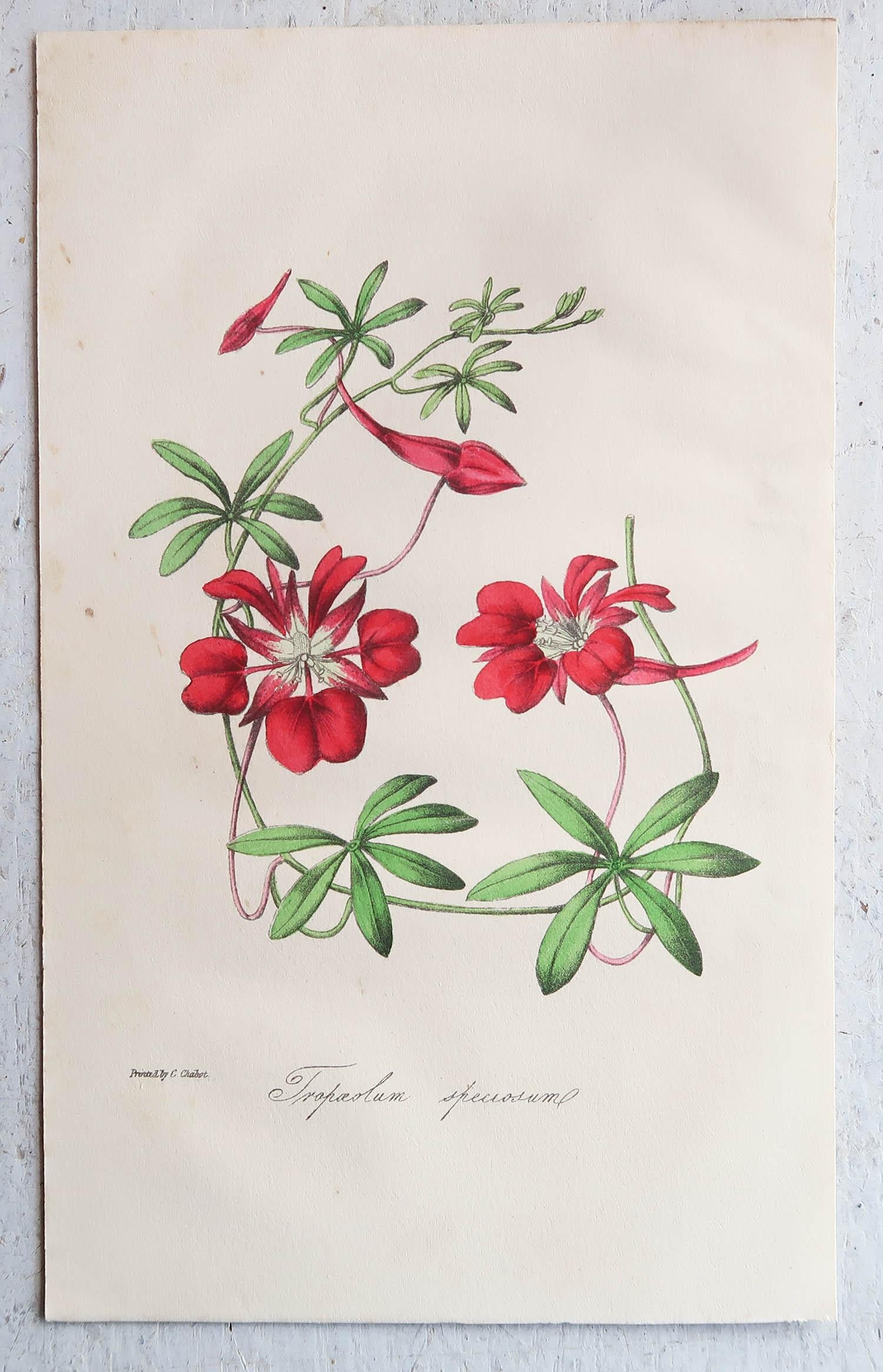 Wunderschöner Satz von 12 botanischen Drucken.

Lithografien von Alfred Adlard, J. Parkin und D. Hayes

Nach C.W Harrison und Miss E.Hogg

Original-Handfarbe

Veröffentlicht, um 1840

Ungerahmt.

Die angegebenen Maße beziehen sich auf einen