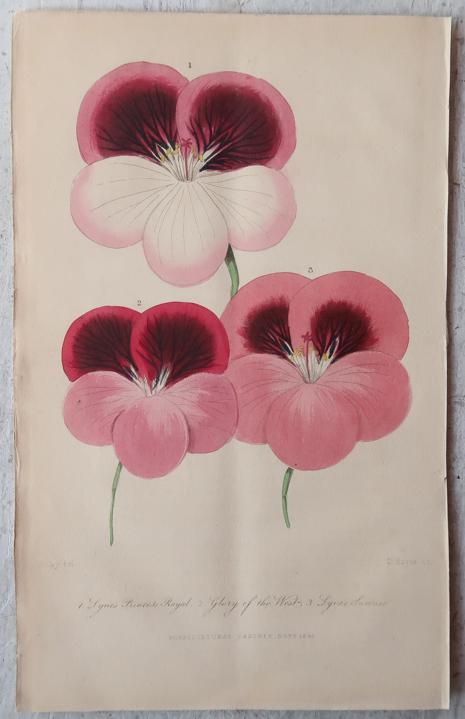 Wonderful set of 12 botanical prints.

Lithographs by Alfred Adlard, J.Parkin and D.Hayes

After C.W Harrison and Miss E.Hogg

Original hand color

Published, circa 1840

Unframed.

The measurement given is for one print.

Free shipping





